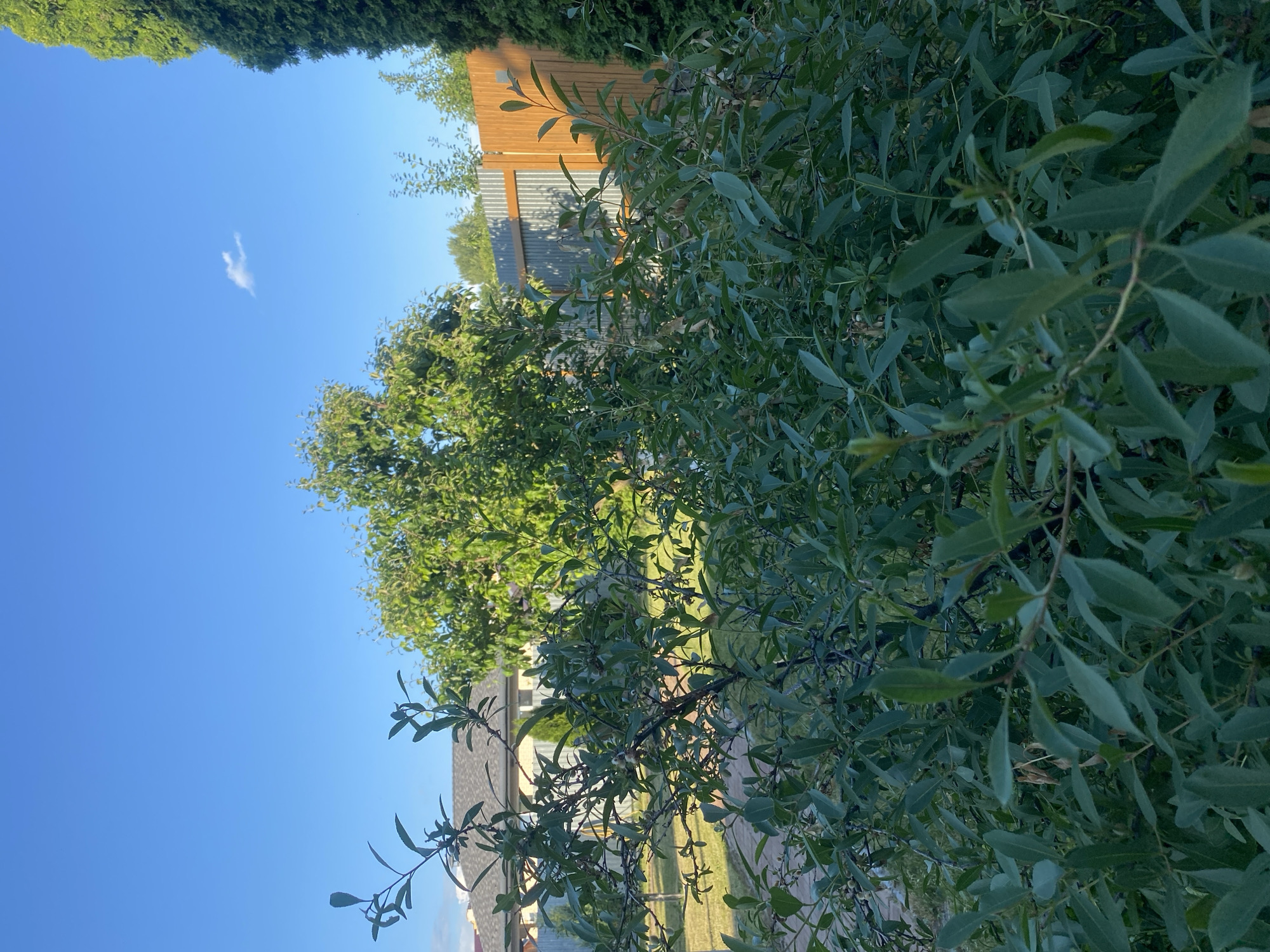 The image depicts a residential backyard scene under a clear blue sky with a few wispy clouds. In the foreground, a dense green shrub with long, slender leaves dominates the lower half of the frame. Behind the shrub, a mature tree with lush green foliage stands prominently. To the left, the roof and upper portion of a light-colored house are visible, partially obscured by the shrub. A grey metal fence runs horizontally across the midground, separating different sections of the yard. To the right of the metal fence, a wooden fence with vertical planks adds a warm, earthy tone to the scene. Further to the right, the dark green foliage of a tall evergreen tree is visible, creating a strong vertical element. The ground appears to be covered in green grass and a pathway is faintly visible. The image conveys a peaceful, sunny day in a suburban setting.