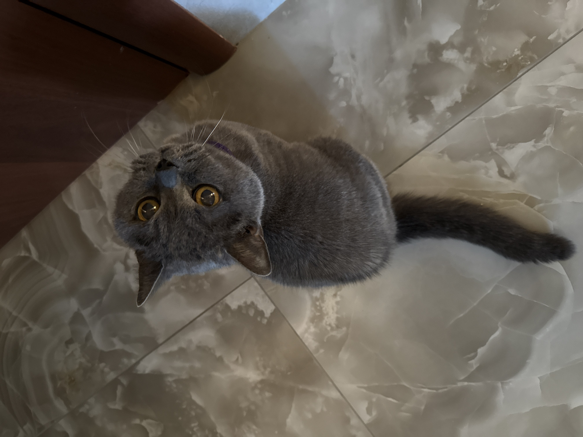 An overhead shot shows a gray cat sitting on a marbled floor. The cat is looking upwards towards the camera with wide, yellow eyes. The cat is facing away from the viewer, with its back to the camera and its head turned to the side. The cat's fur is short and dense. The floor is made of large, rectangular tiles with a marbled pattern. The lighting in the scene is natural and even, casting no harsh shadows. The overall impression is of a domestic setting.