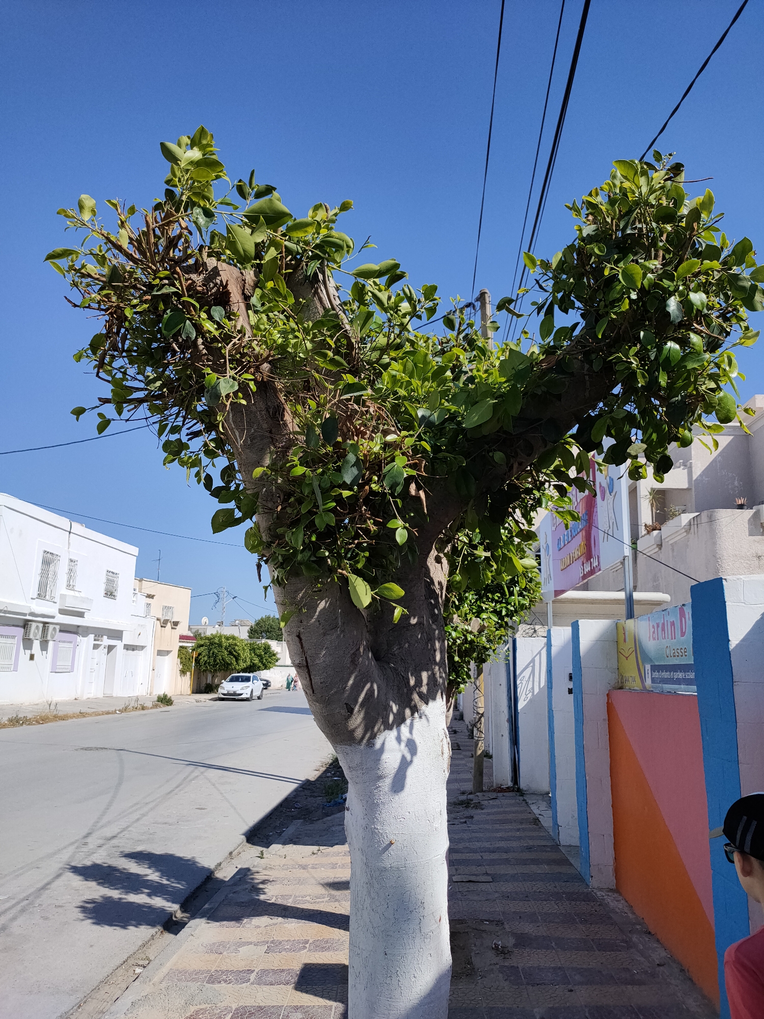 A medium shot shows a tree with a white-painted trunk in the foreground, its branches extending upwards and to the left, covered in vibrant green leaves. The tree is positioned on the right side of a paved sidewalk, which is made of brown and tan tiles. Behind the tree, to the right, is a colorful wall that is partially blue, pink, and orange. A sign above the wall reads "Jardin D Classe" in white text with a blue outline.
To the left of the tree is a street with a white car parked on the right side of the road. The street runs parallel to the sidewalk and is lined with buildings. The buildings are white with light purple window accents. In the background, the sky is a clear, bright blue. Overhead, black power lines stretch across the frame. The sun casts shadows of the tree's leaves onto the street and sidewalk. A person's shoulder and the back of their head, wearing a black baseball cap and sunglasses, is visible on the far right edge of the image. The scene appears to be on a street in Ariana, Tunisia, possibly near a school or children's facility due to the "Jardin D Classe" sign.