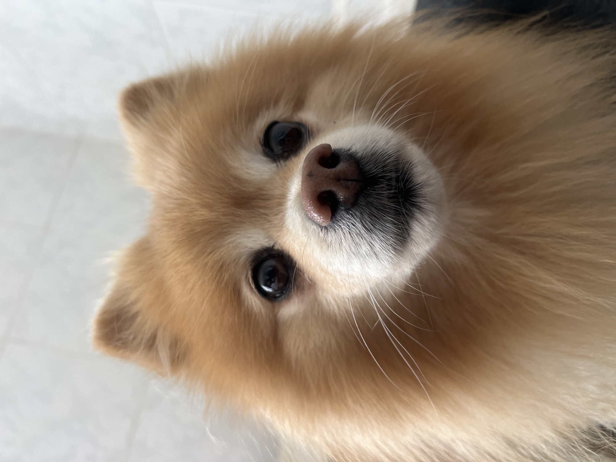 A close-up, high-angle photograph captures a small, fluffy dog, likely a Pomeranian, with light brown and orange-tinted fur. The dog's face fills a significant portion of the frame as it looks directly upwards at the camera, exhibiting a curious and gentle expression. Its dark, glossy eyes are prominent, reflecting ambient light, and its moist, pinkish-brown nose with visible nostrils is centered on its face. Long, delicate white whiskers extend outwards from its muzzle, which is framed by lighter-colored, almost white fur.
The dog's small, pointed ears are partially visible through its dense, voluminous coat. The background consists of a light-colored, possibly tiled or laminated floor, suggesting an indoor setting. A dark, indistinct area is visible behind the dog on the right side of the frame, which could be furniture or a shadowed space. The lighting is soft and even, highlighting the texture of the dog's fur and the expressiveness of its features without harsh shadows. There are no visible activities taking place beyond the dog's attentive gaze. No text is present in the image. Although the location context is provided as Kyiv, Ukraine, there are no specific visual cues within the image to definitively identify this location, as the scene depicts a general indoor environment.