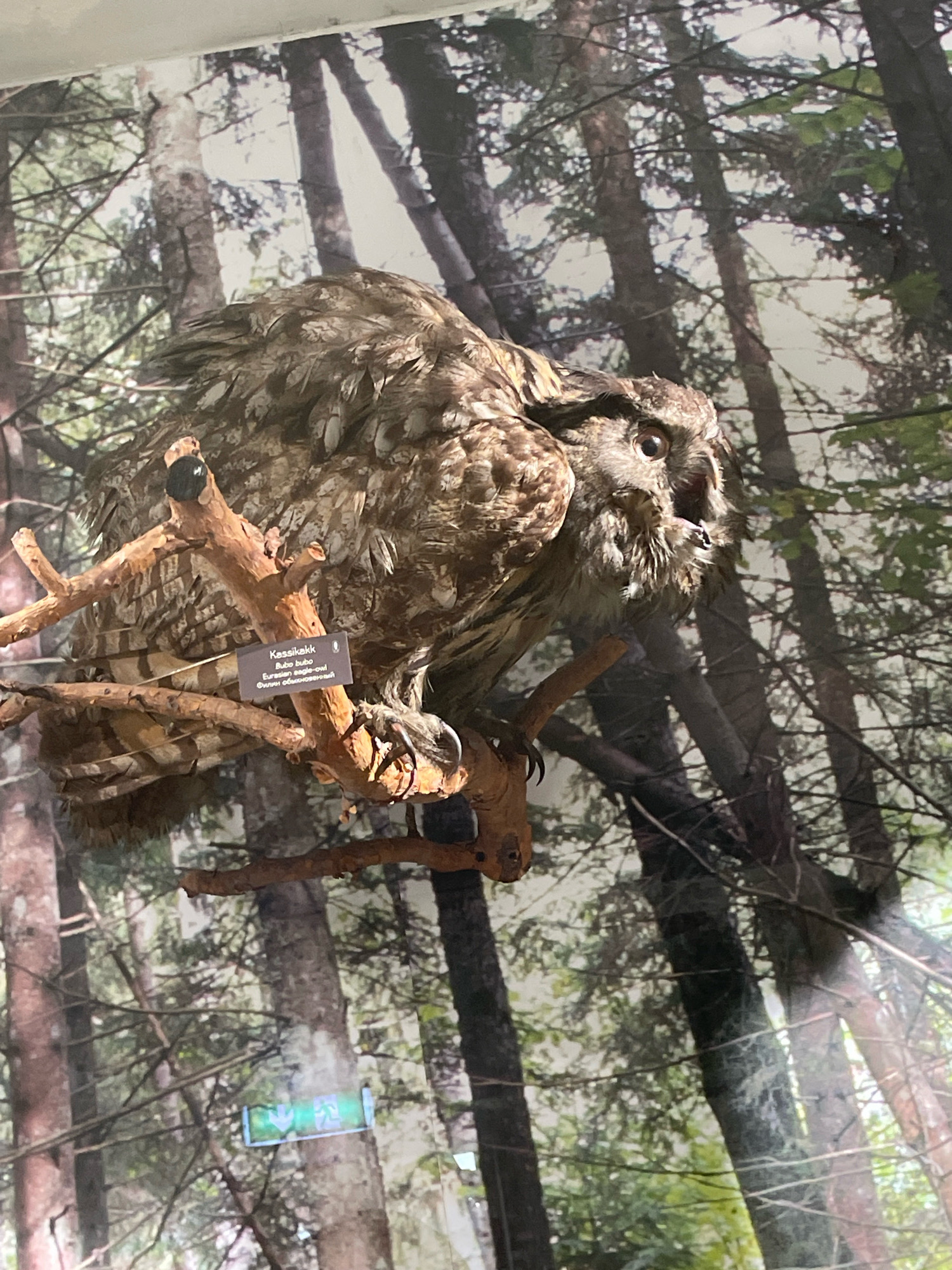 The image shows a taxidermied Eurasian eagle-owl, identified by a label as "Kassikakk Bubo bubo", perched on a branch. The owl is positioned in the foreground, its head turned to the right with its beak slightly open and one eye clearly visible. Its feathers are detailed, showcasing a mottled brown and grey pattern. The owl is mounted on a wooden branch that is attached to a larger display.
Behind the owl is a mural or backdrop depicting a dense forest with tall trees and foliage, creating a naturalistic environment. On the branch near the owl, a small informational plaque is visible, providing the owl's name in English and its scientific name. In the background, a faint green sign with illuminated text and arrows is visible on one of the trees. This sign appears to be an exit sign.
The overall scene suggests a museum exhibit, likely within an educational institution or zoological display. The specific location in the city of Tallinn, Estonia is not directly discernible from the image itself, though the presence of a museum would imply a public or cultural venue within the city.