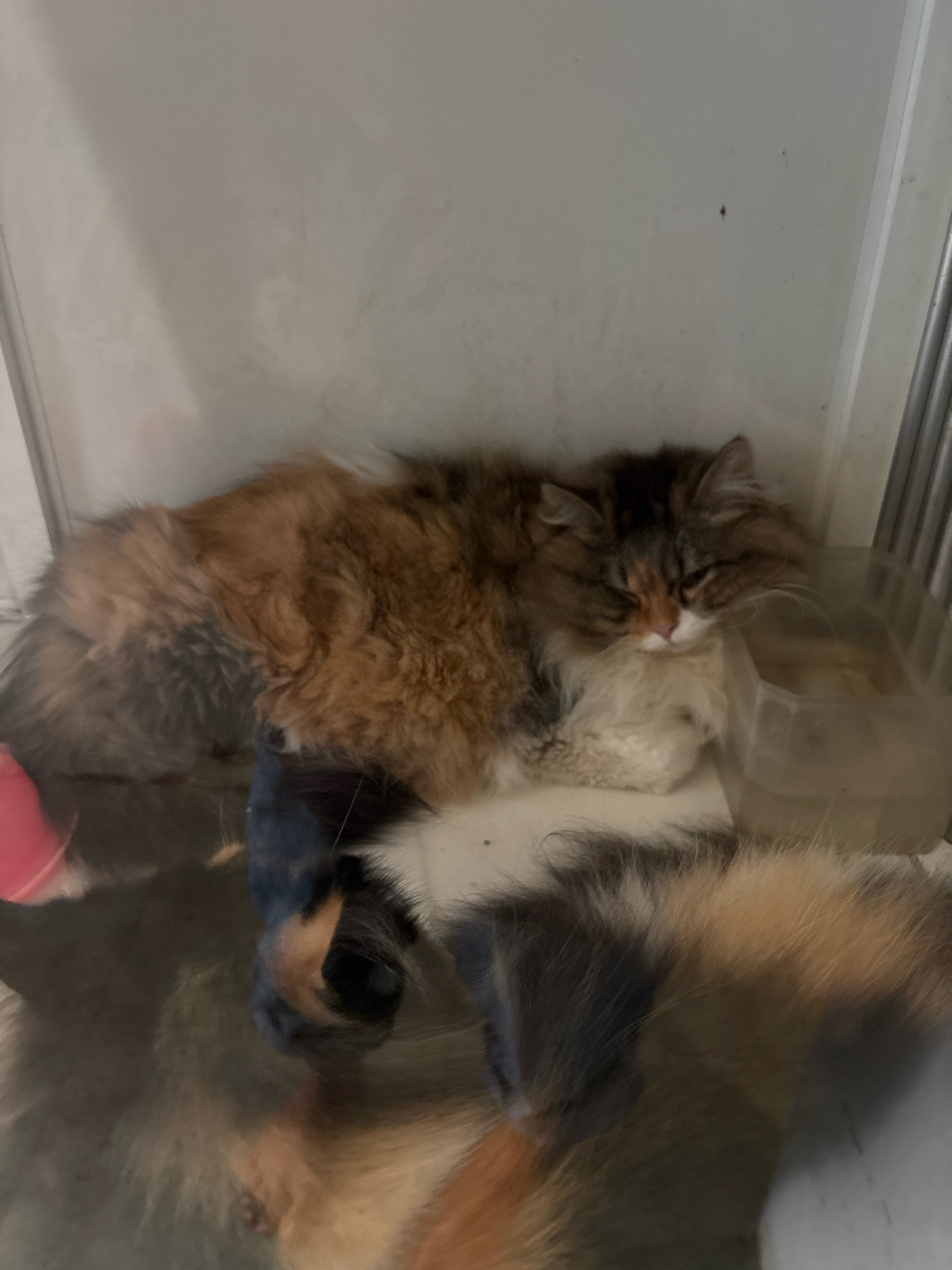 A long-haired calico cat is sleeping curled up next to a clear plastic container filled with a light-colored liquid, possibly water. The cat's fur is a mix of orange, black, and white. The cat's head is resting on a fluffy white object. The scene appears to be indoors, with a light-colored wall behind the cat and a reflective surface below, possibly a table or floor. The image is somewhat blurry, suggesting it may have been taken in low light or with a moving camera. There is no indication of the location in Belung, Indonesia.
