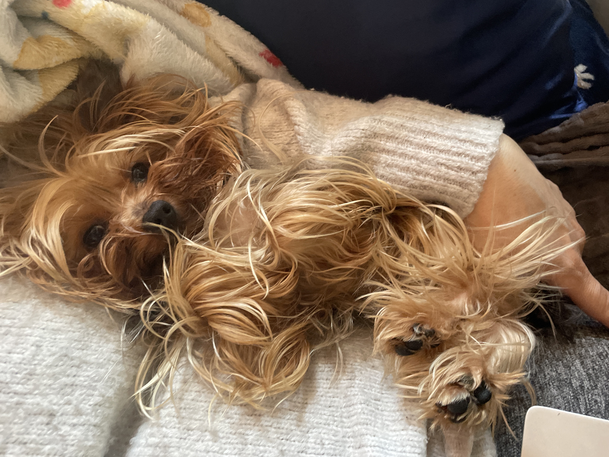 A small, brown, long-haired dog lies on a white knitted blanket. The dog appears to be a Yorkshire Terrier. It is wearing a light beige sweater. A person's arm, also in a beige sweater, is positioned around the dog. A patterned blanket is visible in the upper left corner. A gray fabric is in the background. No information can be inferred about Burgas, Bulgaria.