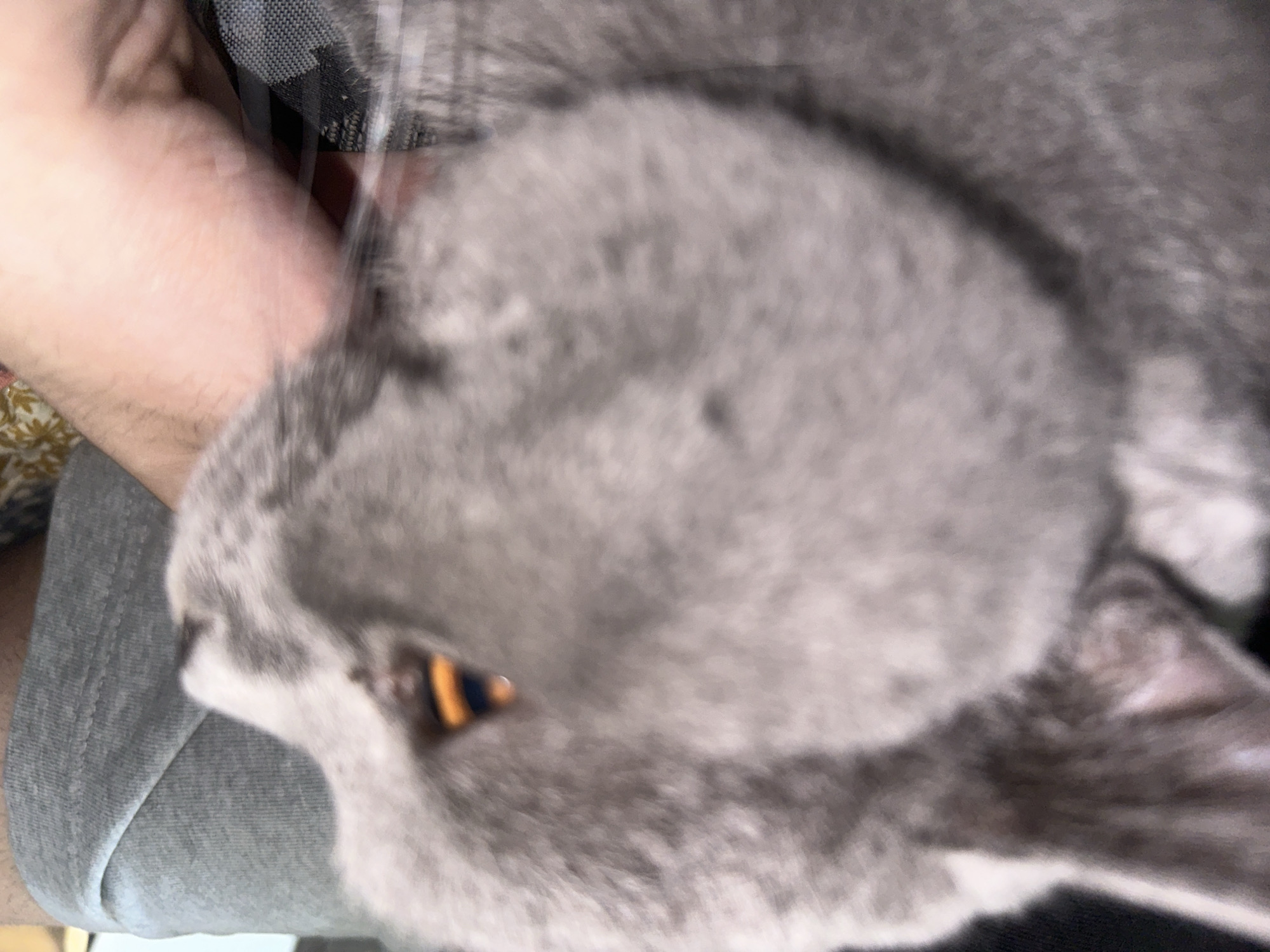 The image, captured in an unknown location, shows a close-up of a grey cat's face. The cat's fur is soft and dense, and its left eye, with an orange iris and dark pupil, is clearly visible. The cat is positioned next to a person's leg, which is clad in grey fabric, likely trousers. The person's hand is gently touching the cat's cheek, suggesting an affectionate interaction. The background is blurred, with hints of a patterned fabric on the right side of the frame. The overall impression is one of a peaceful and intimate moment between a pet and its owner.