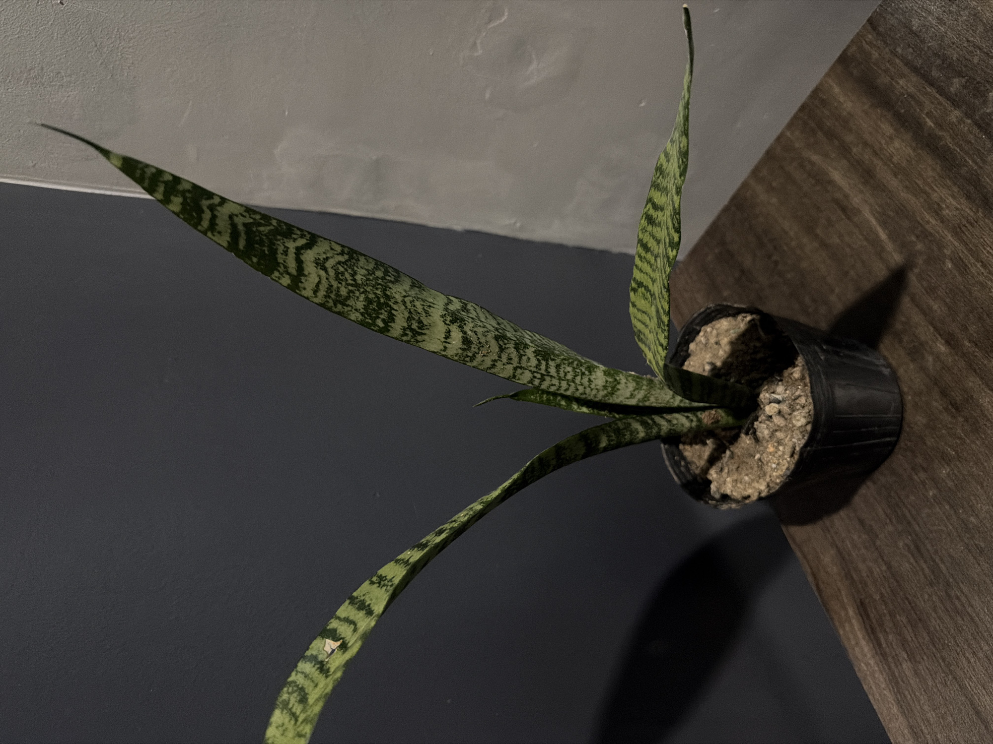 A potted snake plant sits on a wooden surface against a wall, featuring dark gray at the bottom and light gray at the top. The plant's leaves are variegated with green and yellow patterns. The pot is black and contains soil. The image has a shadow cast on the wooden surface. Davao City, Philippines is not discernible from the visual information provided.