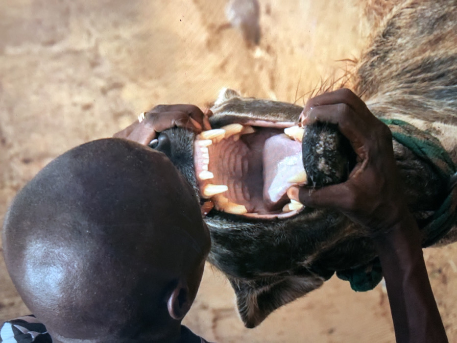 In Ilishan, Nigeria, a close-up, high-angle shot captures a dark-skinned individual interacting with a large striped hyena. The person, whose shaved head and left ear are prominent in the upper left, leans forward with their face positioned near the animal's widely agape mouth. Two dark-skinned hands, one wearing a gold-colored ring on the right index finger, firmly hold open the hyena's jaws, exposing its powerful teeth, including sharp canines and visible molars, along with its pink tongue and ribbed palate. The hyena's fur displays a distinctive brown and black brindle pattern, and a segment of a green collar or leash is visible around its neck. The background is an indistinct, light brown or beige, likely sandy or dirt ground, suggesting an outdoor environment.