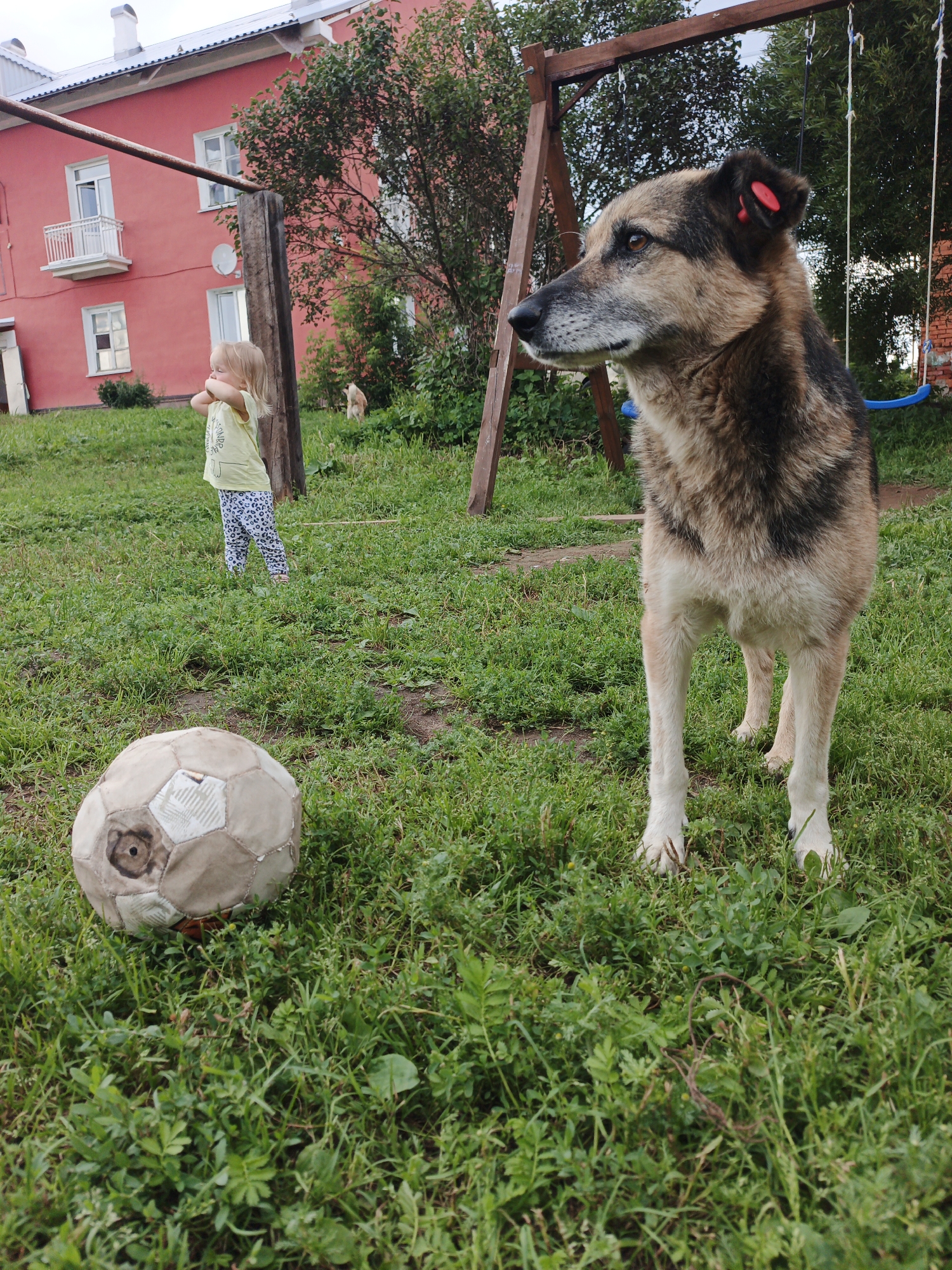 In Medvedyovka, Russia, a medium-sized dog with brown and black fur stands on a grassy yard in front of a weathered soccer ball. The dog is wearing red ear tags. In the background, a young child in a yellow shirt and patterned pants stands near a wooden pole. A pink building with white-trimmed windows is visible behind the child and a swing set stands to the right of the dog. A second, lighter-colored dog is in the distance near some trees. The environment is an outdoor residential area with green grass and trees.