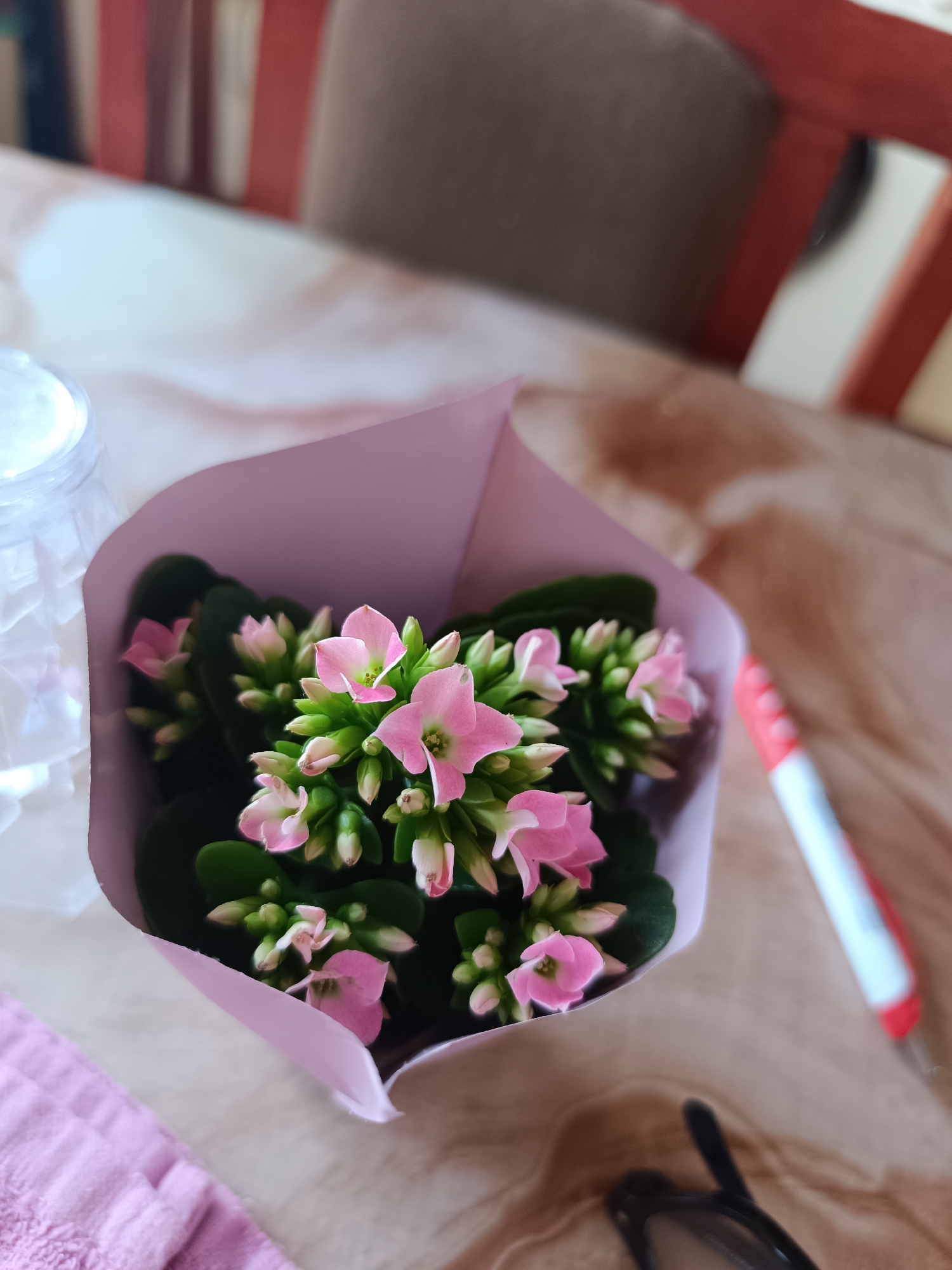 A high-angle, close-up shot displays a small flowering plant, likely a Kalanchoe, centrally positioned on a light-colored table with a subtly textured, possibly marbled or wooden, surface. The plant features numerous clusters of small, delicate pink flowers with distinct green centers, accompanied by many tight, unopened green buds. Dark green leaves are visible beneath the blossoms. The plant is aesthetically wrapped in light lavender-colored paper, suggesting it may be a gift or a decorative item.
To the left of the plant, a clear, faceted object, possibly a plastic container or glass, reflects natural light. Below this, a portion of a soft pink textile is visible. On the right side of the table, a white and red object, resembling a pen or marker, is partially in view, alongside a pair of dark-framed eyeglasses.
The background is softly blurred, indicating an indoor setting, likely a home. Hints of furniture, such as vertical red stripes that could be from a chair and a brown surface, are discernible. The lighting suggests it is daytime, with natural illumination creating a serene atmosphere. No specific activity is depicted. There is no visible text in the image. The user indicates the location context is Pleven, Bulgaria.