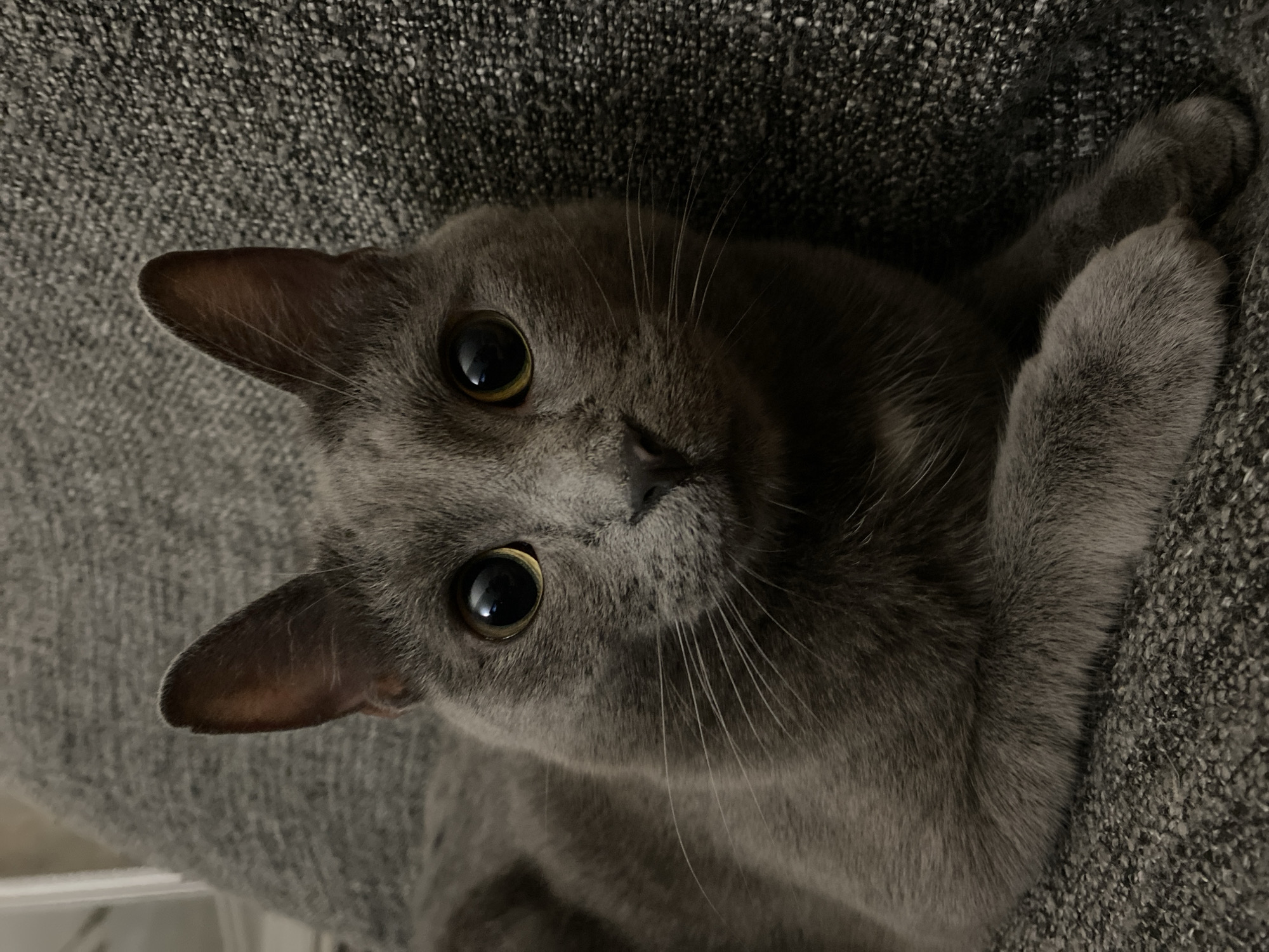 A close-up, eye-level shot shows a Russian Blue cat resting on a textured gray couch. The cat is facing the camera, its large, round eyes with yellow irises prominent. Its ears are pointed upwards and forward, and its whiskers are fanned out. The cat's fur is a uniform gray. The background is a blurred gray couch.