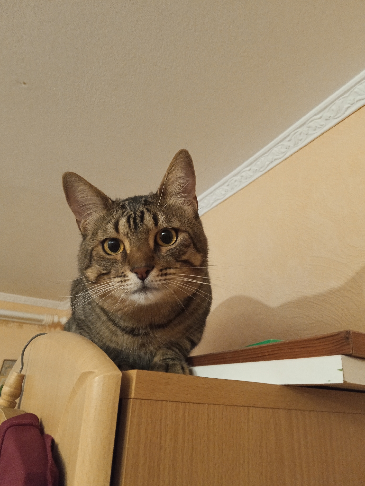 A tabby cat sits atop a wooden cabinet in an indoor environment. The cat is positioned in the upper center of the frame, looking directly at the viewer with focused attention. The cat's features are clearly visible, including its striped fur, pointed ears, and prominent whiskers. The wooden cabinet appears to be located against a wall painted in a light peach tone, and a small white cornice is visible near the ceiling. Several books are stacked near the edge of the cabinet. The background is out of focus, but it appears to be a domestic space. There is no explicit information to confirm the location of the image in Votkinsk, Russia.