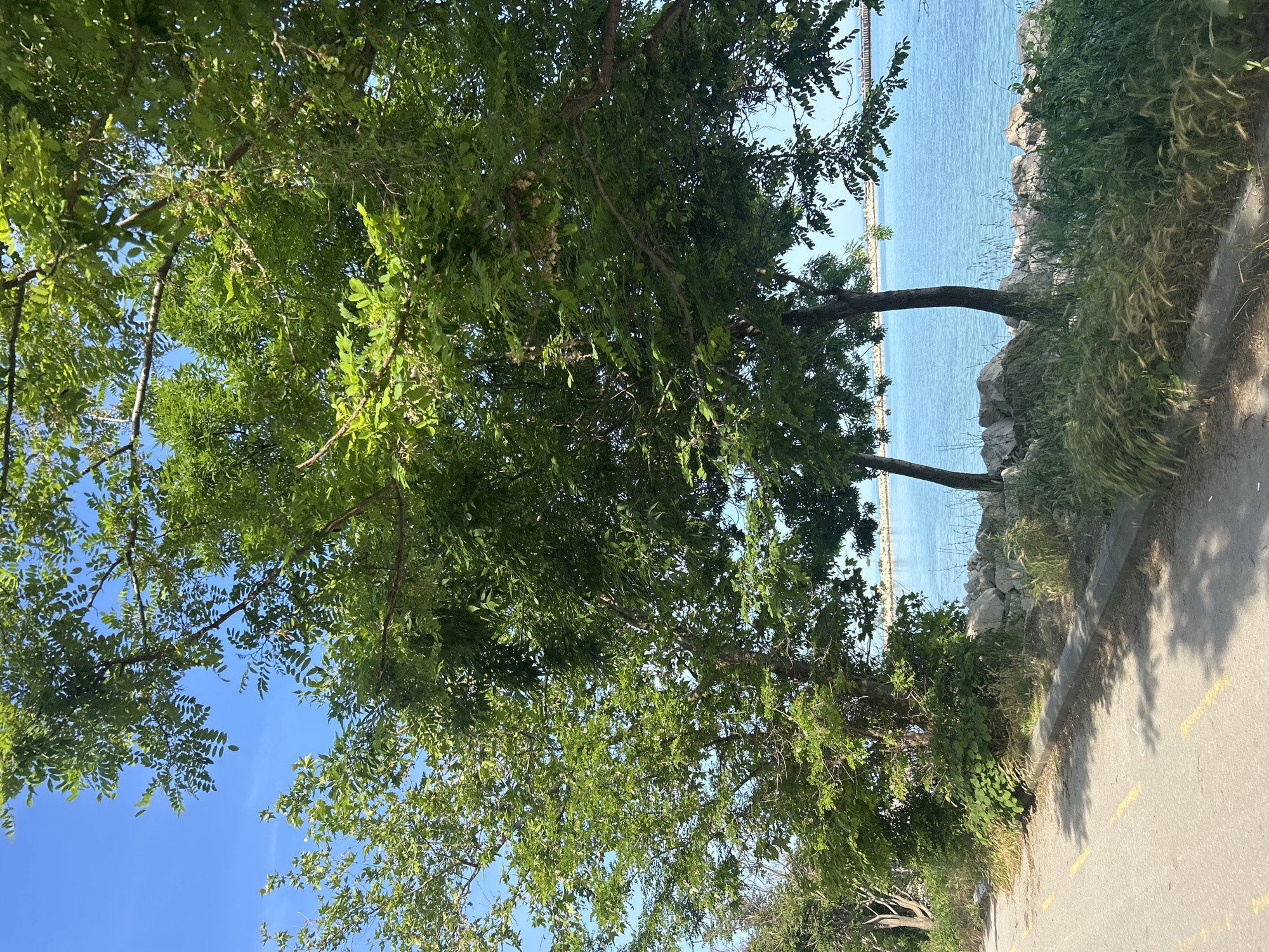 An outdoor scene captured on a clear, sunny day depicts a vibrant natural and semi-urban environment. The upper portion of the image features a bright, cloudless blue sky partially obscured by the dense, green foliage of several deciduous trees with visible branches and intricate leaf patterns. In the foreground, an asphalt path or road runs along the left edge, marked with faded yellow double-dashed lines. This path is bordered by a concrete curb separating it from an embankment. The embankment is covered with a variety of green and dry grasses, some with visible seed heads, and dense shrubbery. Large, light-colored boulders or riprap form a low retaining wall along the edge of a calm, expansive body of turquoise-blue water, likely a sea or large lake, occupying the right side of the image. In the far distance on the right horizon, a faint structure resembling a pier or breakwater with vertical elements is visible. No people, animals, or explicit actions are present within the frame. The location is in the city of Unknown, Unknown.