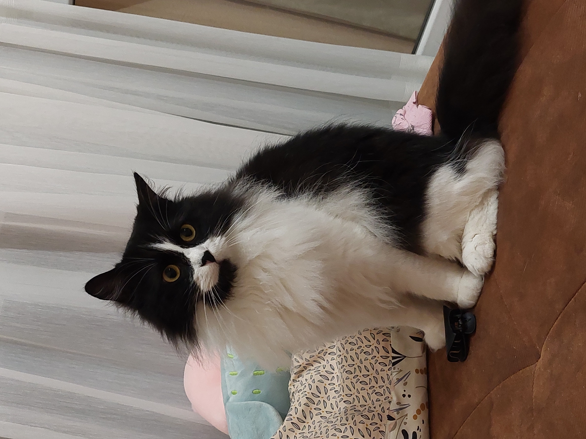 A fluffy black and white cat sits on a brown surface, possibly a couch or chair. The cat has yellow eyes and is looking towards the camera. Behind the cat, there are several pillows with different patterns and colors, including one with a floral design and a light blue pillow with green oval shapes. In the background, white curtains are visible, and a window can be seen on the right side of the image. There is also a black hair clip on the brown surface in front of the cat. The overall setting appears to be indoors, likely a living room. The image does not contain any specific elements that would indicate its location within the city of Plovdiv, Bulgaria.