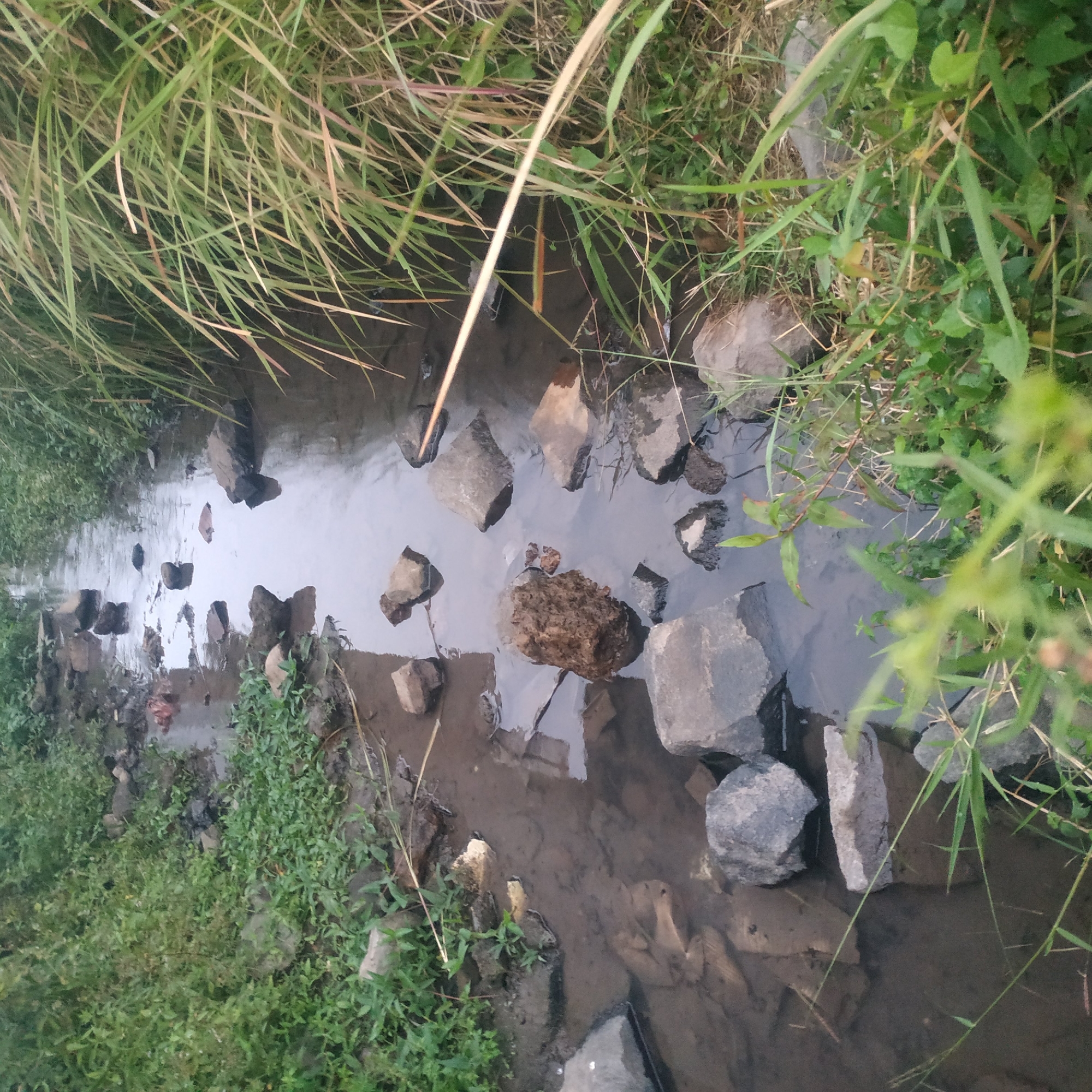 The image depicts a small, shallow stream flowing through a natural setting, likely on the outskirts of a city or town. The stream is characterized by its clear, murky water, with numerous rocks of varying sizes scattered along its bed and banks. Lush green vegetation, including grass and small leafy plants, lines the sides of the stream, creating a verdant environment. Tall, thin blades of grass, some with a reddish hue, dominate the right side of the frame, suggesting a somewhat wild or untamed landscape. The overall impression is one of a peaceful, natural scene, possibly a common sight in areas like Arjasa, Indonesia, where such waterways are integral to the rural and semi-urban environment. The lighting suggests it may be early morning or late afternoon, with soft, diffused light illuminating the scene. There are no people or discernible human activity visible in the image.