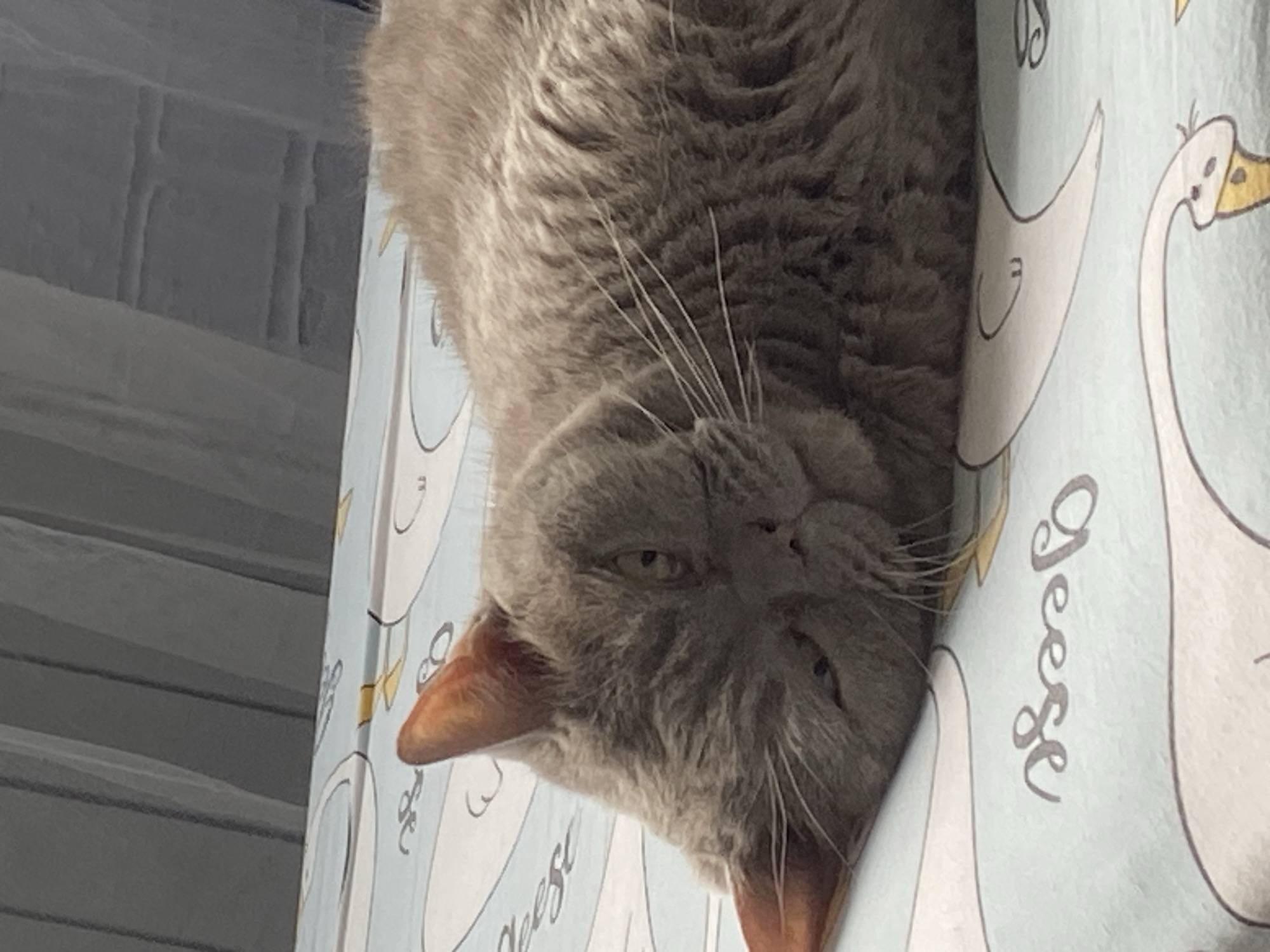 A gray cat lies on a light blue patterned bedsheet. The cat's head is turned to the left and it is looking directly at the camera with its eyes partially closed. The cat has prominent white whiskers. The bedsheet has a pattern of white and yellow birds with the word "sleep" printed on it. In the background, there are gray vertical blinds or curtains. The image is taken from a close-up perspective, focusing on the cat.