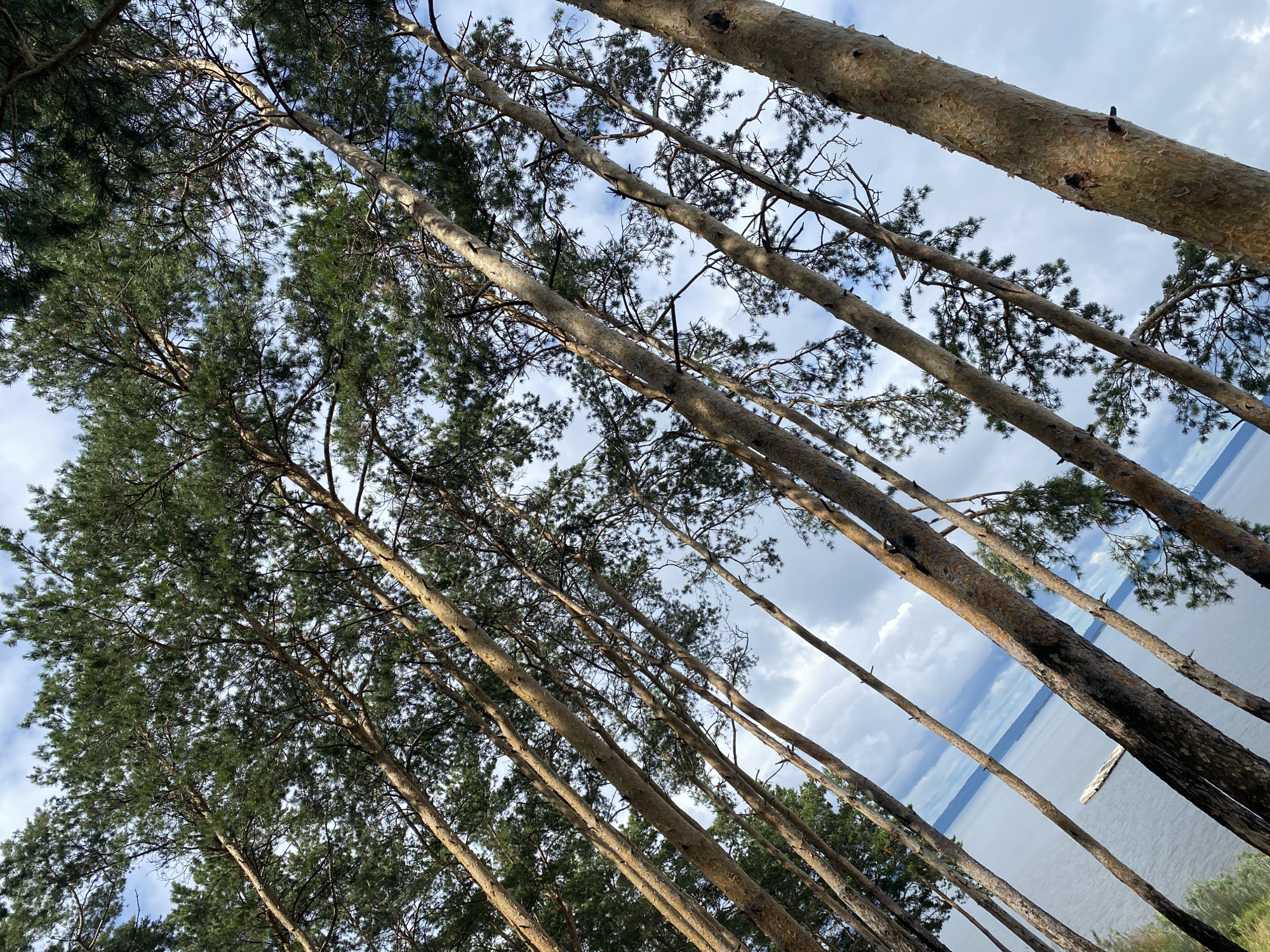 This is a vertical, eye-level, medium shot of a cluster of tall pine trees angled across the frame. The trunks of the trees are predominantly light brown with some reddish-brown hues and textured bark. The branches of the trees are covered in green pine needles, creating a dense canopy that partially obscures the sky. The sky is a mix of blue and white clouds, with some areas of brighter blue indicating sunlight breaking through.
In the background, a wide body of water, likely a lake or river, stretches horizontally across the lower portion of the image. The water is a muted blue-gray color. A small, light-colored raft or floating platform is visible on the water in the left middle ground. The far bank of the water is visible as a dark, hazy line. The overall environment suggests a natural, outdoor setting. The location is identified as Leninsky, Russia. There are no people or animals visible in the image.