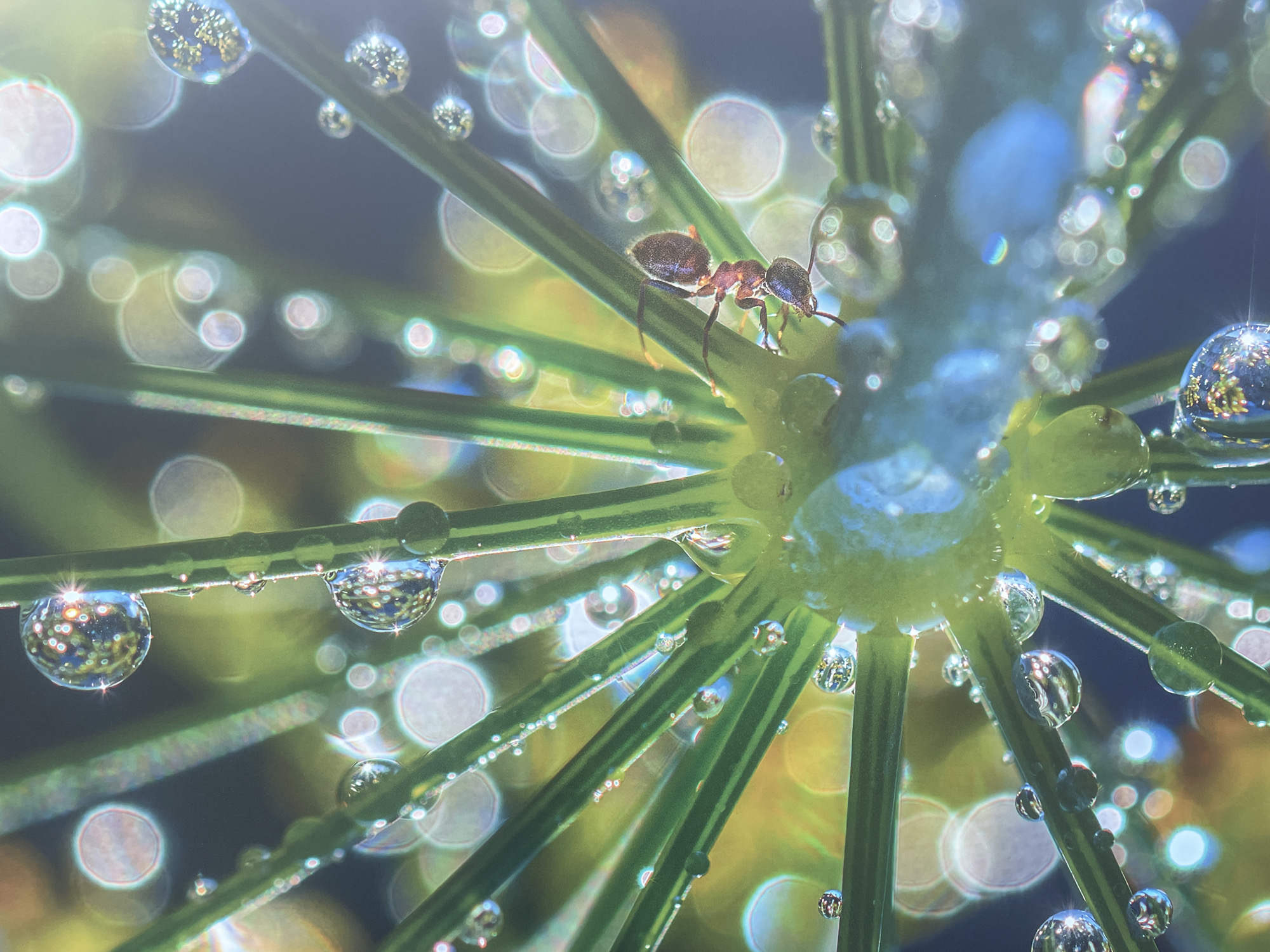 A close-up photograph shows a small brown ant crawling on a green plant stem with numerous water droplets clinging to it. The background is blurred with bokeh effects, suggesting a macro lens and shallow depth of field. The light source is behind the plant. The scene appears to be dew drops on a plant in a natural setting. There is no indication of this image being taken in Sochi, Russia, and there are no details to suggest any specific location.