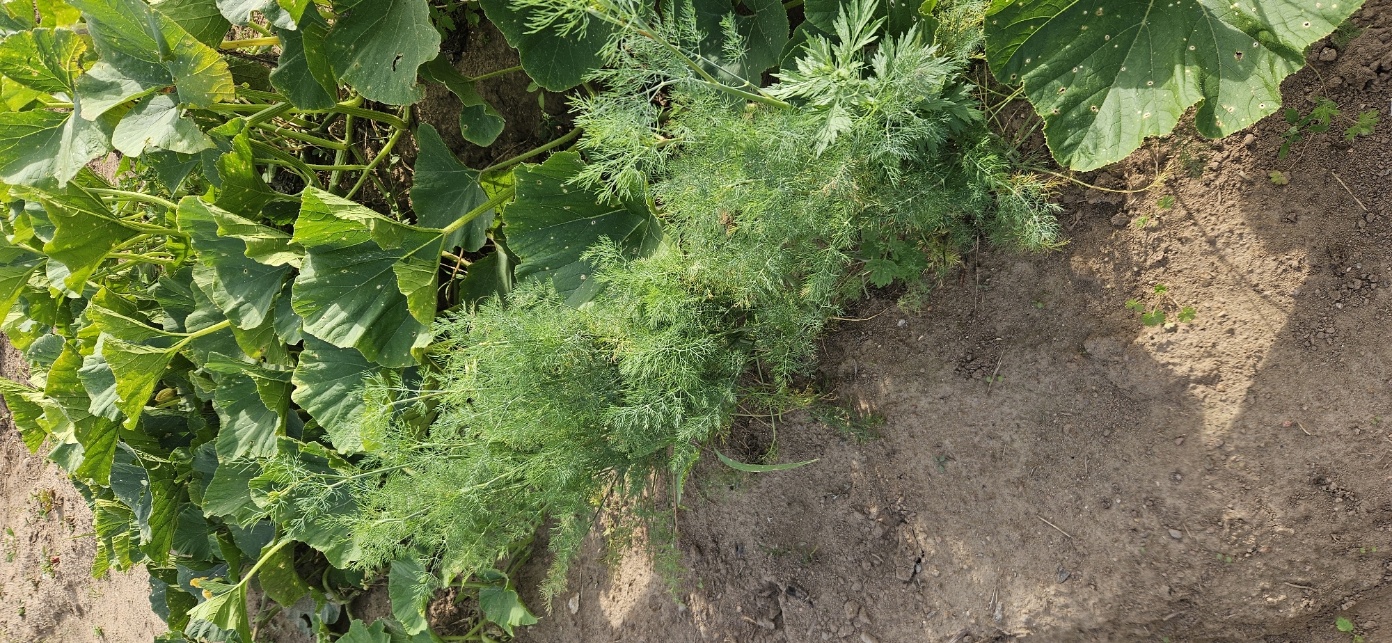 An overhead, angled shot shows a section of a garden with large, green pumpkin leaves dominating the upper portion of the frame. In the lower left and mid-ground, feathery green dill plants grow in a row. The soil is a light brown, dry earth with some small stones and sparse green weeds scattered throughout. Shadows from the plants fall across the soil, indicating bright sunlight. There are no people or animals visible in the image. The setting appears to be a rural garden in Мазалаўскі сельскі Савет, Belarus.
