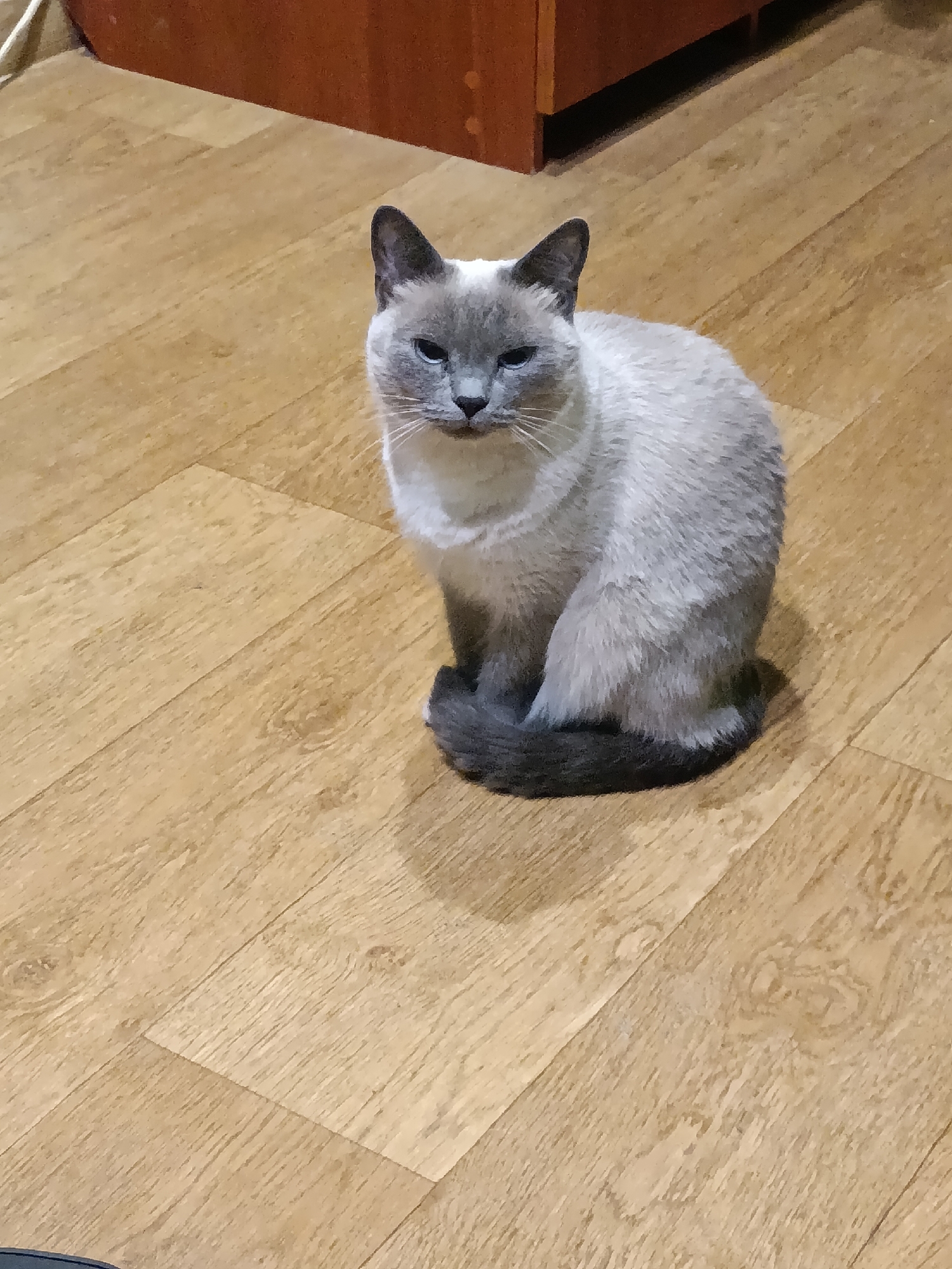 A Siamese cat with light grey fur and darker grey points is sitting on a light brown wooden floor. The cat is facing the camera with its tail wrapped around its body. The background shows a section of a wooden cabinet. The scene is indoors and appears to be a domestic setting.