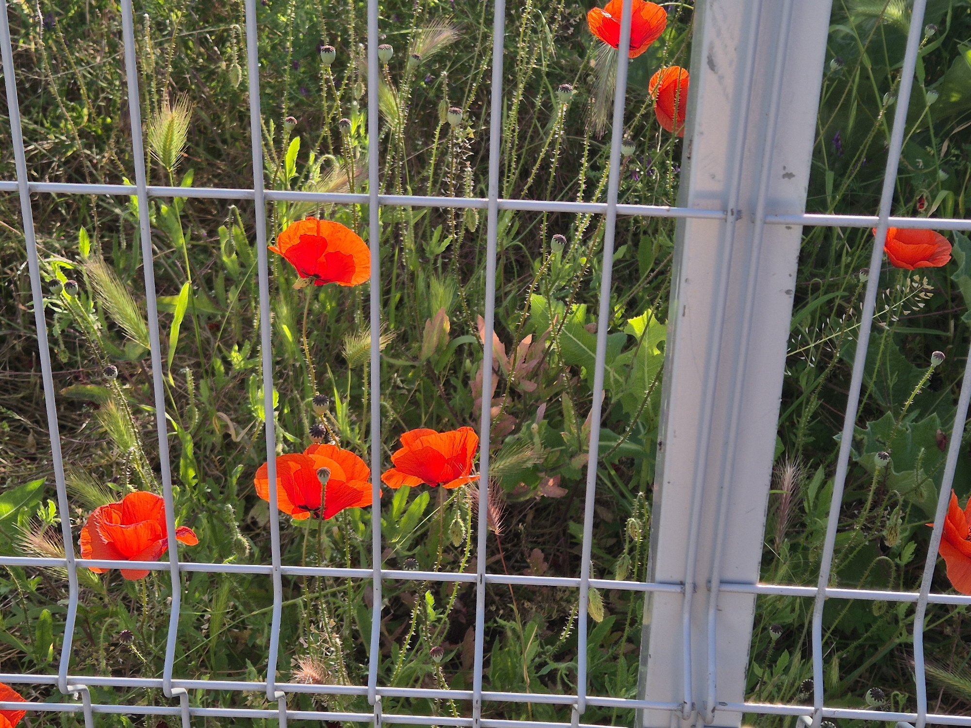 A daytime outdoor scene shows a silver metal fence with a square grid pattern, behind which is a field of green vegetation and several red poppy flowers. The location is Unknown, Unknown. The fence is the primary foreground object, with the vegetation and flowers blurring into the background. The poppies are scattered throughout the field, some fully open and others still budding. The vegetation is a mix of grasses and small plants, creating a dense undergrowth. The lighting is bright, suggesting a sunny day.