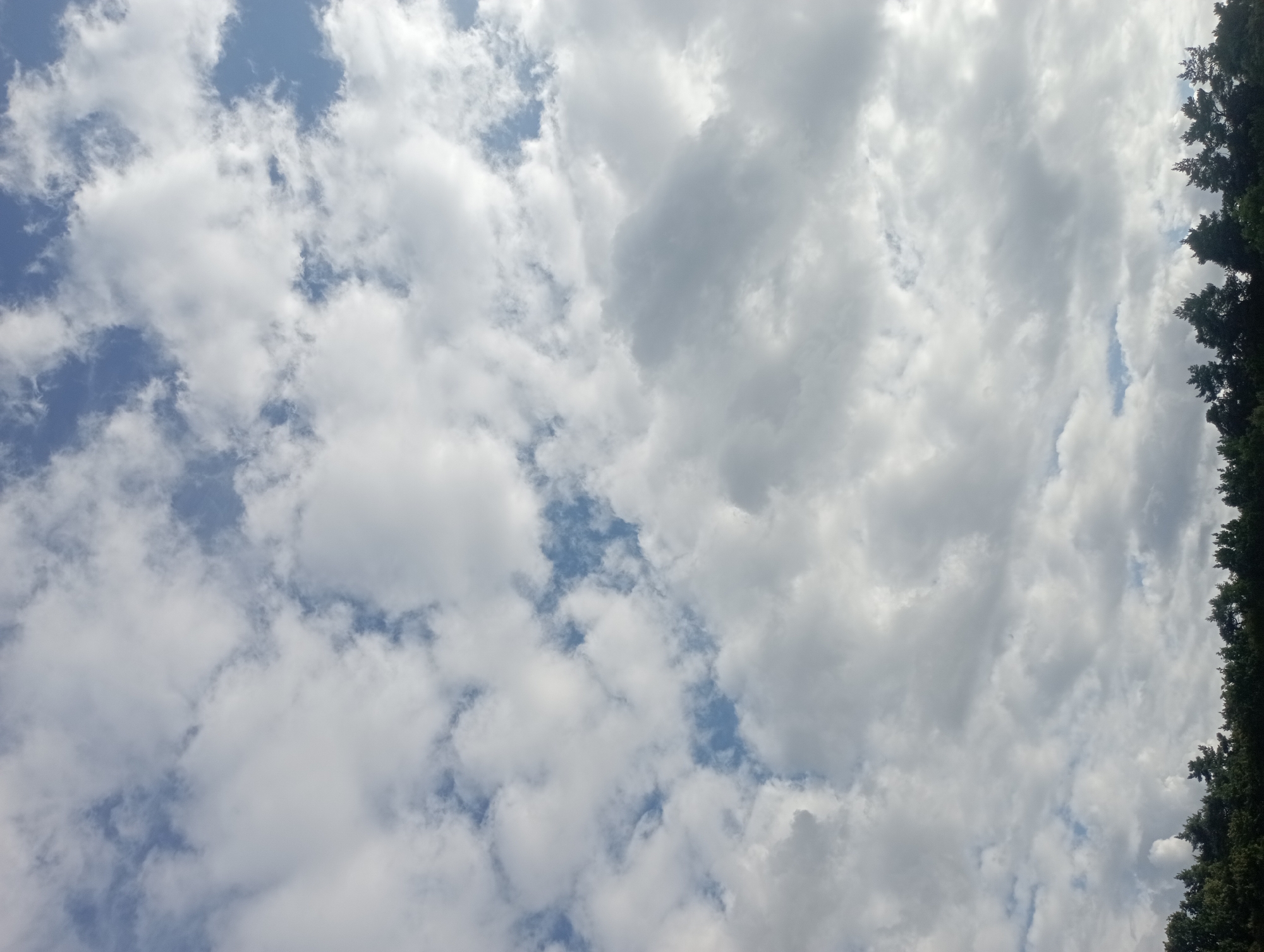 The image is a vertical, eye-level photograph of a sky filled with a mix of white cumulus and stratus clouds. Patches of blue sky are visible through the clouds. The lower portion of the image shows the dark silhouettes of a dense line of coniferous trees, likely pines, forming a horizon line. The overall lighting suggests it is daytime, possibly late afternoon, with the sun partially obscured by clouds, creating diffused light. There are no people or discernable objects in the sky, and the scene appears to be a natural landscape. The location is identified as Szczecin, Poland.