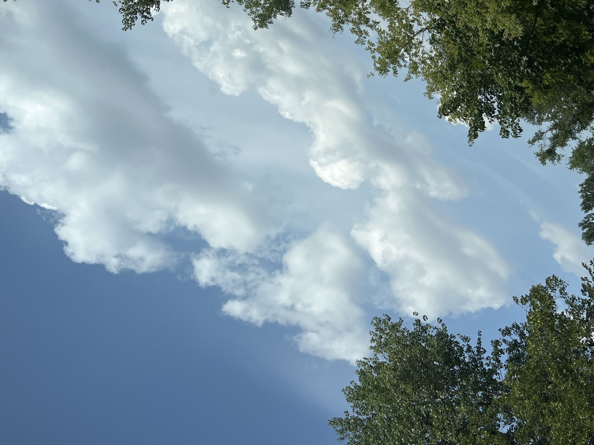 The image displays a bright blue sky dotted with fluffy white clouds. The perspective is looking upwards, with the tops of lush green trees framing the bottom and right sides of the frame. The trees appear to be deciduous, with dense foliage. There are no people or man-made structures visible in the image. The scene suggests an outdoor environment, likely a park or a natural area within the city of Warsaw, Poland, on a clear day.