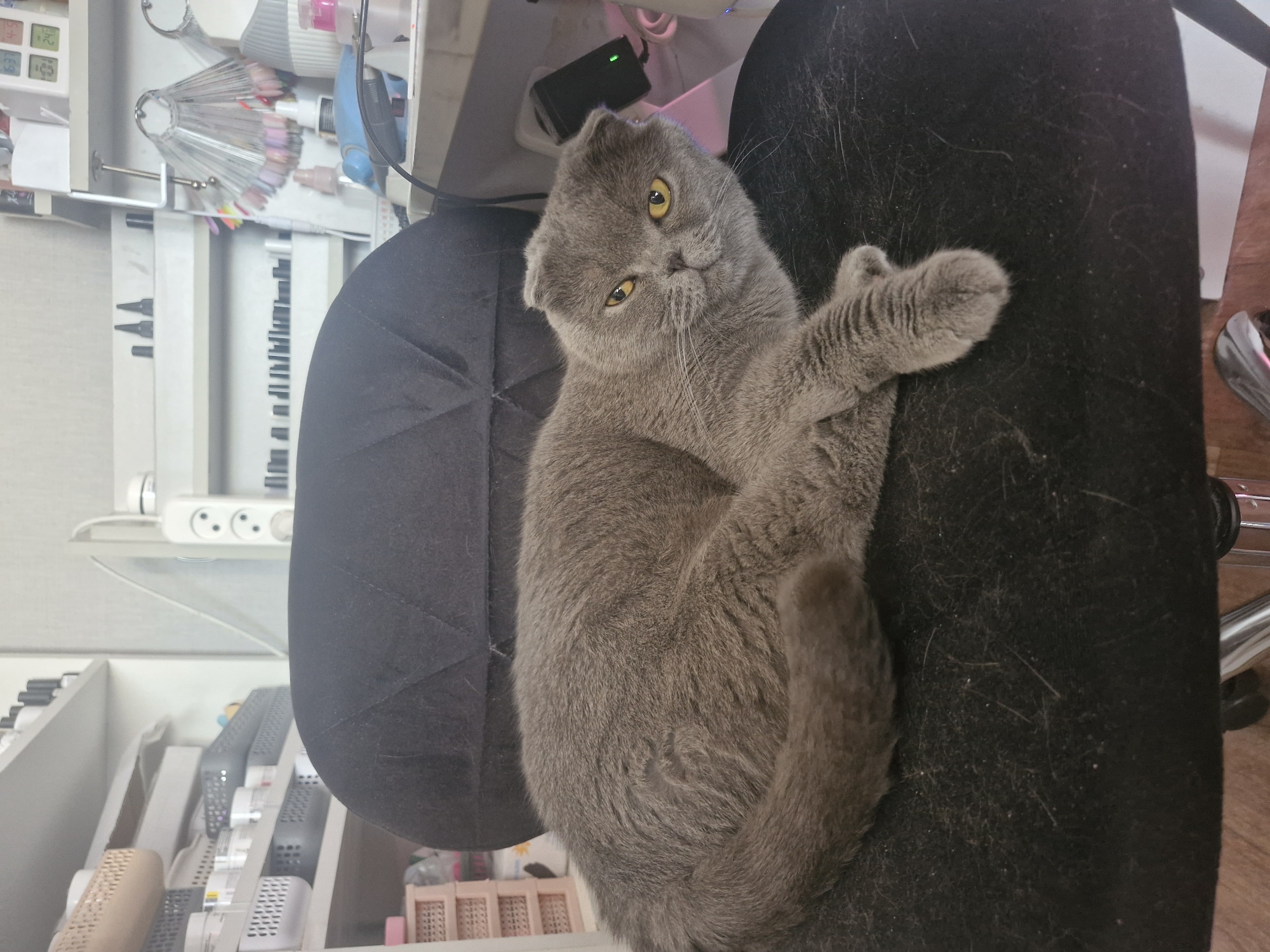 A gray Scottish Fold cat with yellow eyes is lying on a black office chair. The cat is positioned with its head facing the camera and its paws crossed. The surrounding environment includes a white desk with various nail care products and tools. The location appears to be an indoor space, possibly a home or salon.