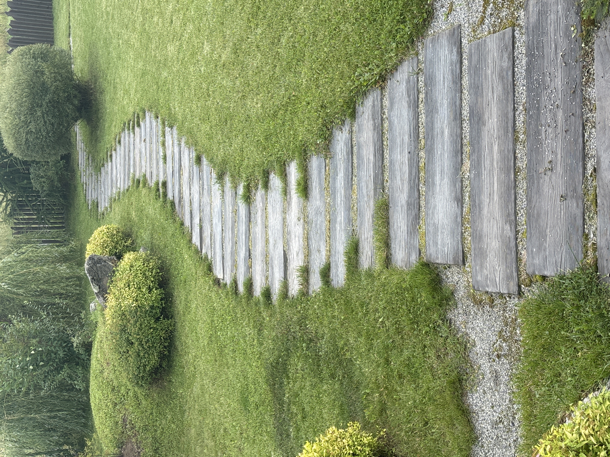 The image depicts a pathway of weathered grey wooden stepping stones winding through a lush green garden. The stones are laid with gravel in between and are surrounded by meticulously maintained grass. On the left side of the path, there are various green shrubs and bushes, some with hints of yellow foliage. Further back on the left, a large grey rock sits atop a small grassy mound, accompanied by more rounded, yellow-green bushes. The right side of the path is dominated by the vibrant green grass, with a large, bushy green tree in the middle ground. In the background, a dark wooden fence is visible, with weeping willow trees and other dense foliage beyond it. The scene appears to be a tranquil garden setting, possibly in a suburban or rural area, and is consistent with a location such as Zvenigorod, Russia, known for its natural beauty and dacha culture. There are no people or animals visible in the image.