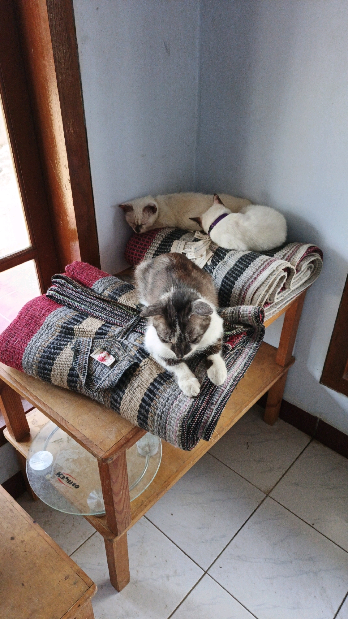 The image depicts three domestic cats sleeping on a wooden shelf unit in what appears to be a home in Campurdarat, Indonesia. A light-colored cat is asleep on a red and black striped cushion in the background. Beside it, a white cat with a purple collar is also asleep. In the foreground, a gray and white cat is resting on a folded woven blanket, which is placed on the top shelf of the wooden unit. The shelf unit also has a glass scale on the lower shelf. The flooring is tiled. Natural light enters from a window to the left.