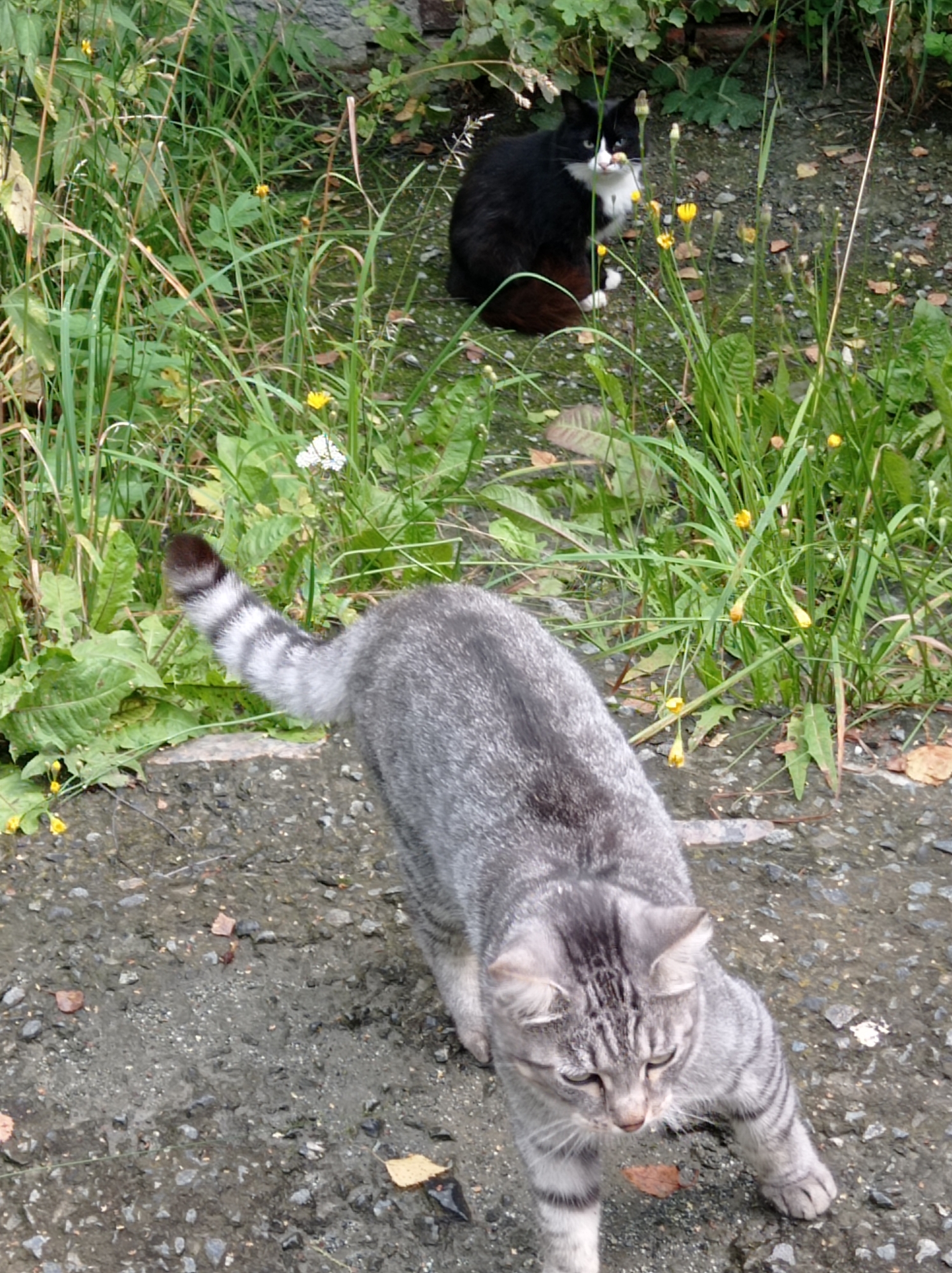 A black and white cat is sitting in the grass, with a tabby cat walking in the foreground. The cats are in a yard with green grass and some scattered leaves on the ground. The tabby cat has its tail up, and the black and white cat is looking at the camera. The scene appears to be in the city of Degtyarsk, Russia.