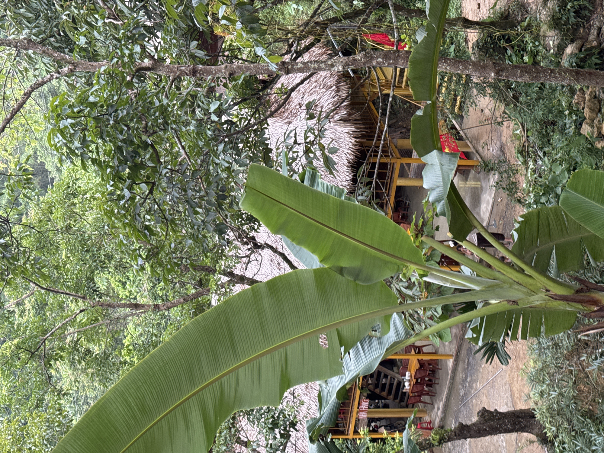 A viewpoint from above shows a tropical building with a thatched roof nestled amongst dense green foliage. In the foreground, large, vibrant green banana leaves dominate the scene, obscuring parts of the building and surrounding trees. The building appears to be a restaurant or guesthouse, with an open-air dining area featuring tables and chairs visible. A yellow wooden structure supports the thatched roof, and a set of stairs leads up to it. The environment is lush and natural, suggesting a rural or remote location within Cổ Lũng Commune, Vietnam, possibly a tourist attraction. The lighting indicates an overcast or shaded day, with no direct sunlight.
