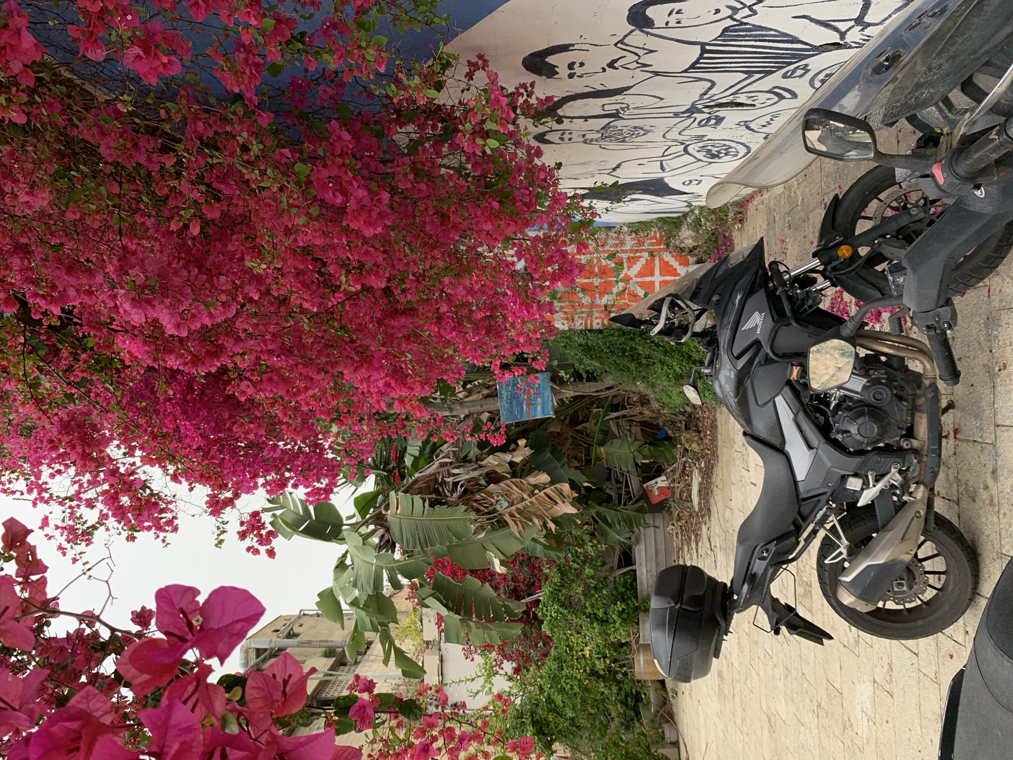 A motorcycle is parked on a patterned stone pavement alongside a building with a mural of cartoon-like figures. Adjacent to the bike is a dense bougainvillea bush, with vibrant pink flowers dominating the foreground and extending towards the top of the frame. Green foliage and a blue sign, possibly indicating a street or address, are also visible in the background. The location is likely in an urban area in Tel-Aviv, Israel.