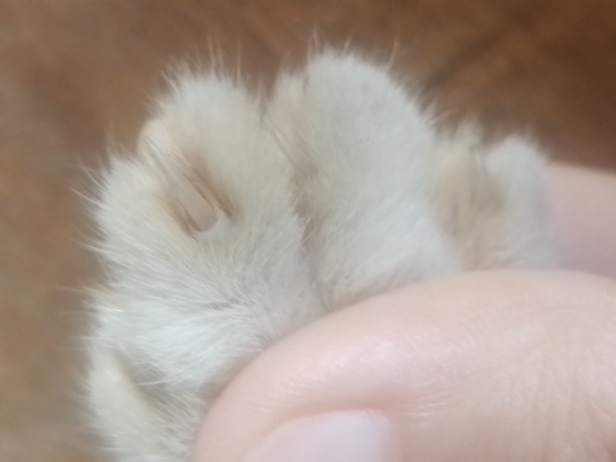 The image is a close-up, slightly blurred photograph of a person's hand gently holding a fluffy, light-colored paw, presumably of a cat. The paw is covered in soft fur, and a small portion of the paw pad is visible. The background is a warm, brown, out-of-focus surface, possibly a wooden table or floor. No specific location within Davao City is identifiable from the image.
