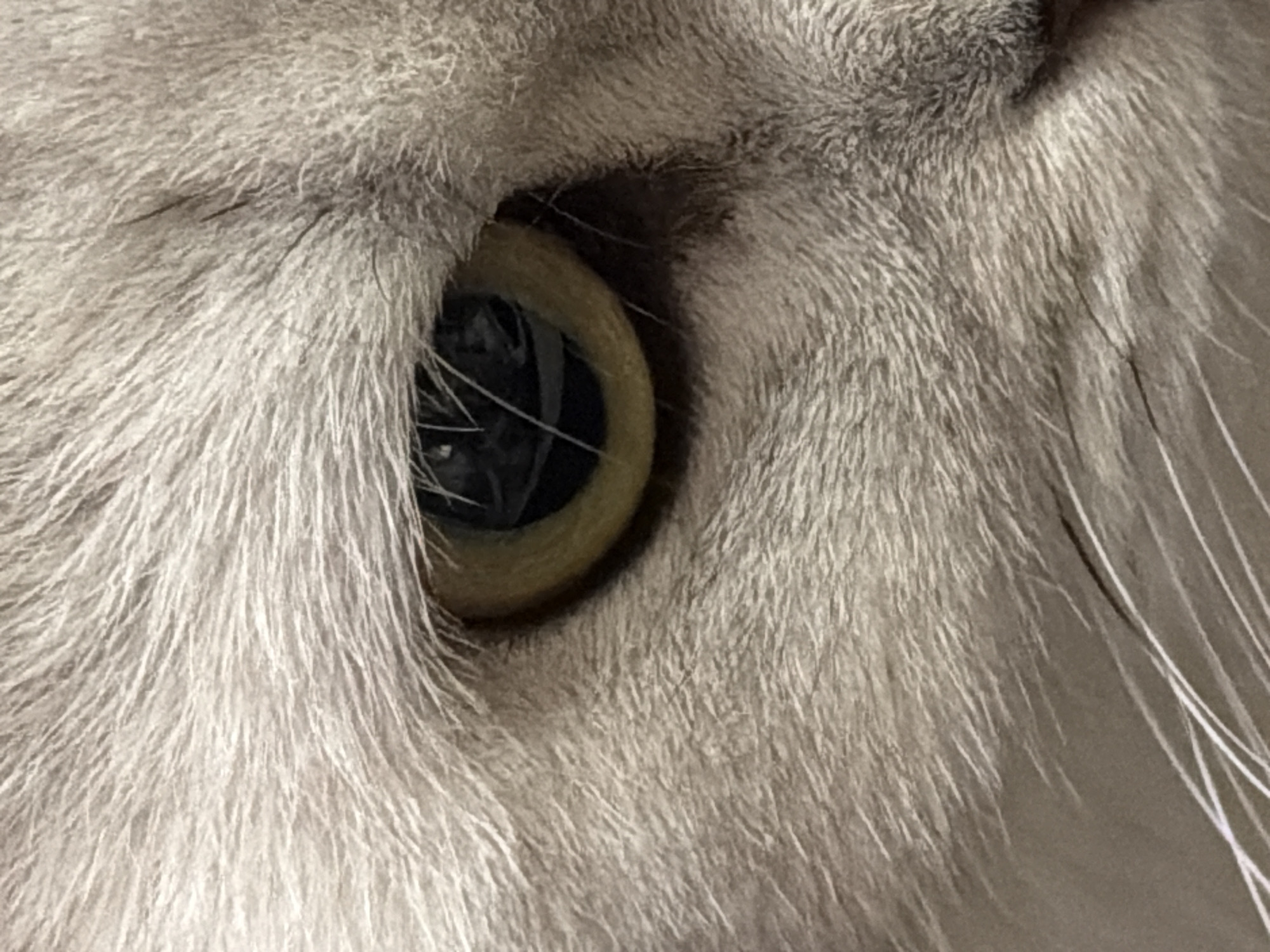 The image is a close-up, macro shot of a cat's eye. The eye is a striking yellow-green color with a dark pupil. The surrounding fur is soft and light gray, with visible whiskers extending outwards. The lighting is somewhat dim, creating a slightly reflective quality in the eye. There is no indication of the city of Rome, Italy, or any other specific location within the image.