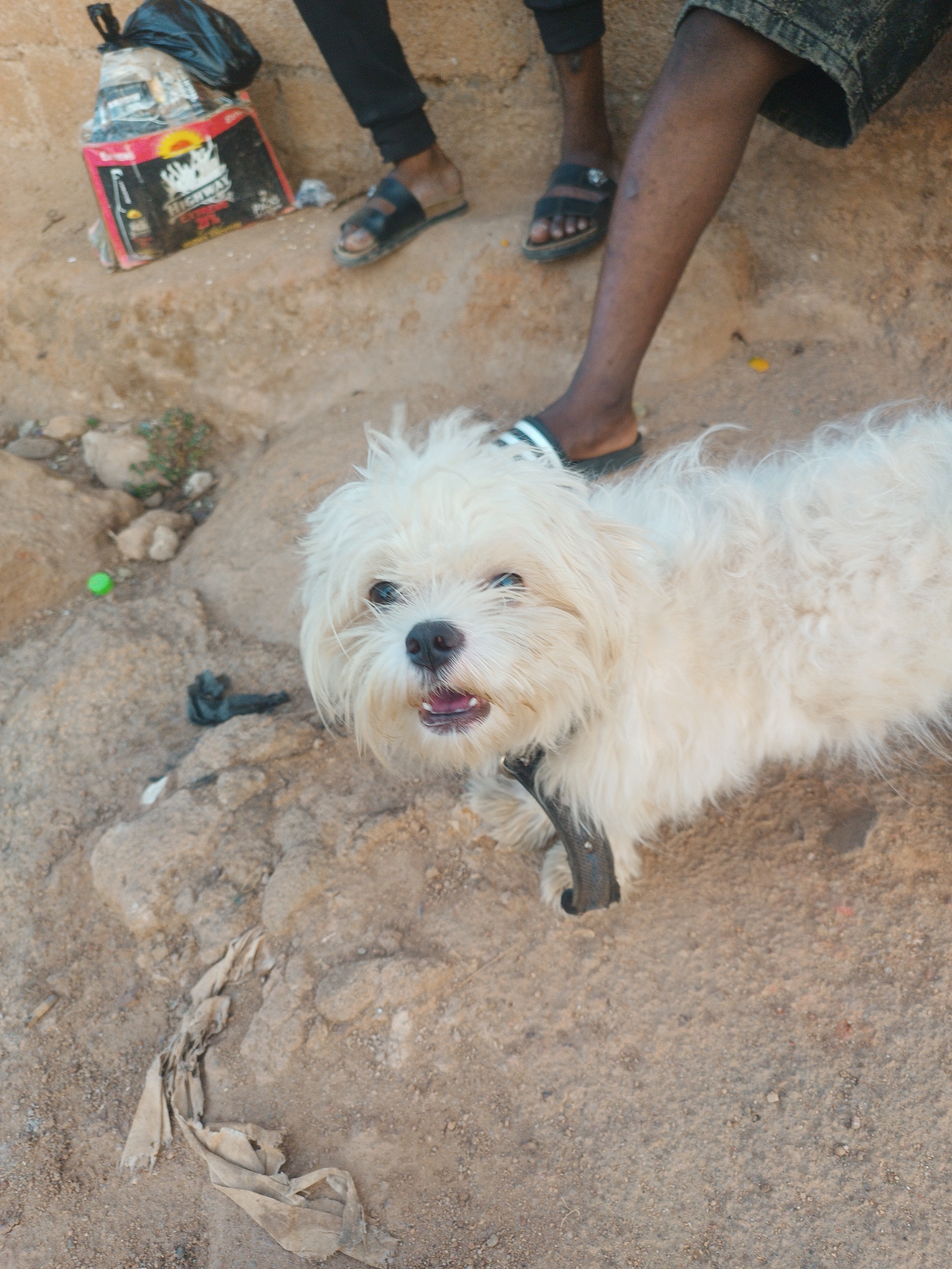 A small, white dog stands on a dirt surface, wearing a black collar. Partially visible are two individuals. One wears dark pants and black sandals, while the other wears denim shorts and black and white sandals. A torn cardboard box with the brand name "Highway" is to the left of the dog, next to a black trash bag. A piece of torn fabric is in the lower left corner. A green plastic ball is visible nearby. The location is presumably Jos, Nigeria.