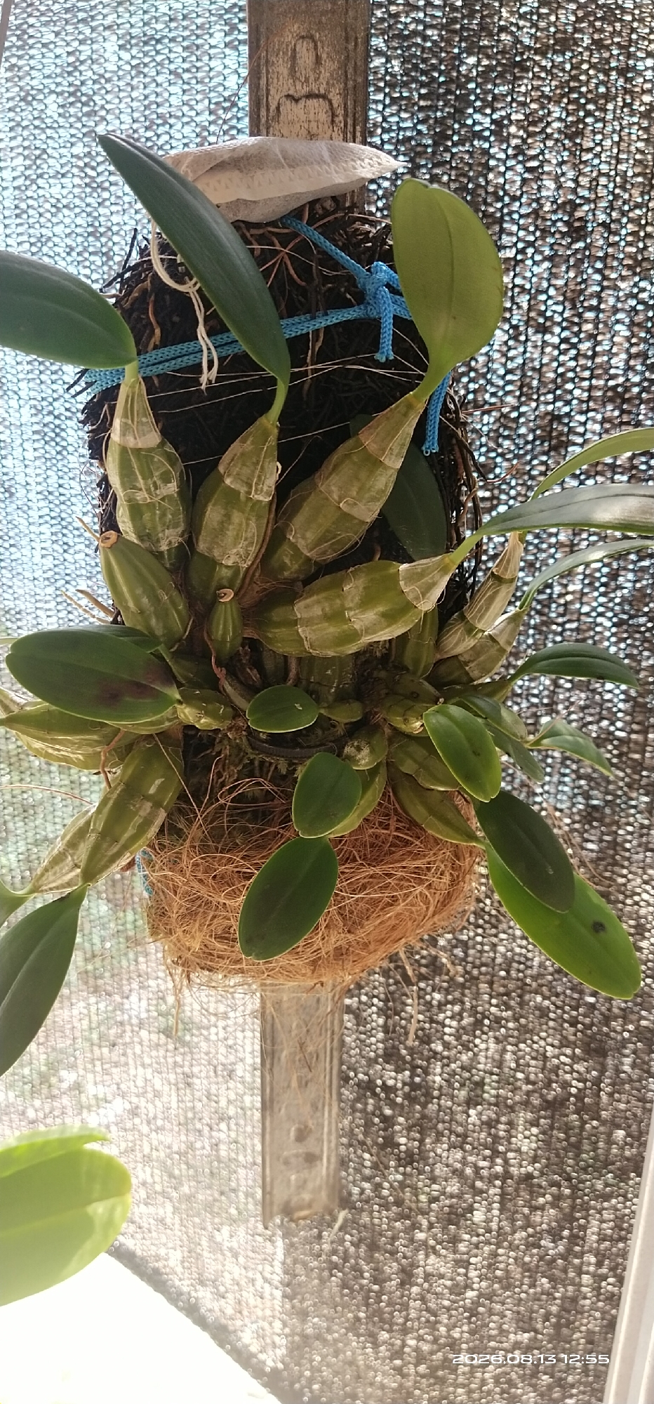 An orchid plant with green pseudobulbs and leaves is mounted on a structure. The plant is secured within a coconut husk material and appears to be hanging outdoors, as indicated by the filtered light and a woven mesh-like background. A blue rope is used to tie the orchid to a wooden support. The image was taken on August 13, 2026, at 12:55 PM. The location is identified as Matabu, Indonesia.