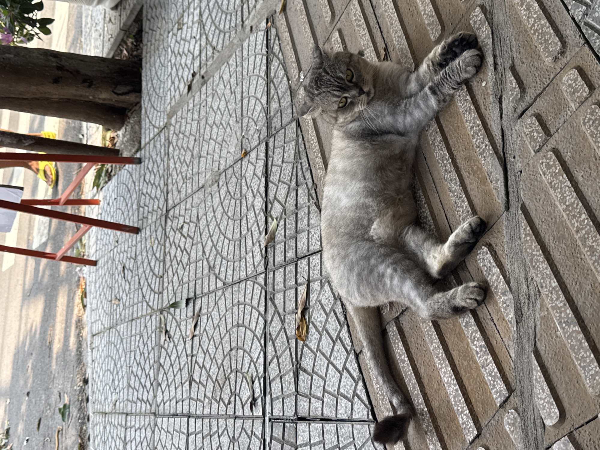 A gray cat lies on a sidewalk paved with two types of tiles. One type is gray and textured with an arched pattern, and the other is brown with parallel grooves. The cat is positioned between the two tile types. The cat's front paws are extended, and it is looking towards the camera. To the left, partially visible, is the base of a tree and a red metal chair. In the background, a street can be seen. The scene appears to be in an urban setting, possibly in Đà Nẵng, Vietnam.