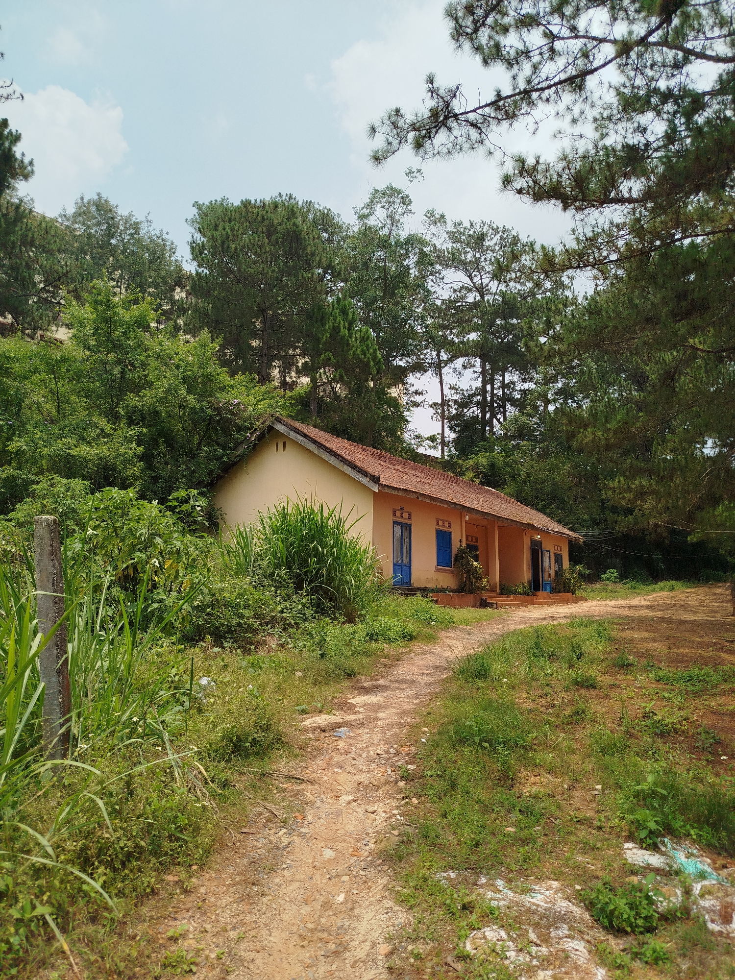 A small, one-story building with a terracotta tiled roof is the focal point of the image. It is painted in a light, muted yellow with blue window frames and doors. A dirt path leads from the foreground to the front of the building. The immediate surroundings are lush with vegetation, including tall grasses and a variety of trees that appear to be mostly coniferous. Some trees obscure parts of the building. The dirt path is uneven, with patches of grass. The ground is a mix of dirt, grass, and fallen leaves. The sky is visible in the background, with some clouds. The scene is suggestive of Lang Biang - Đà Lạt, Vietnam based on the pine trees and architecture. There are no visible people.