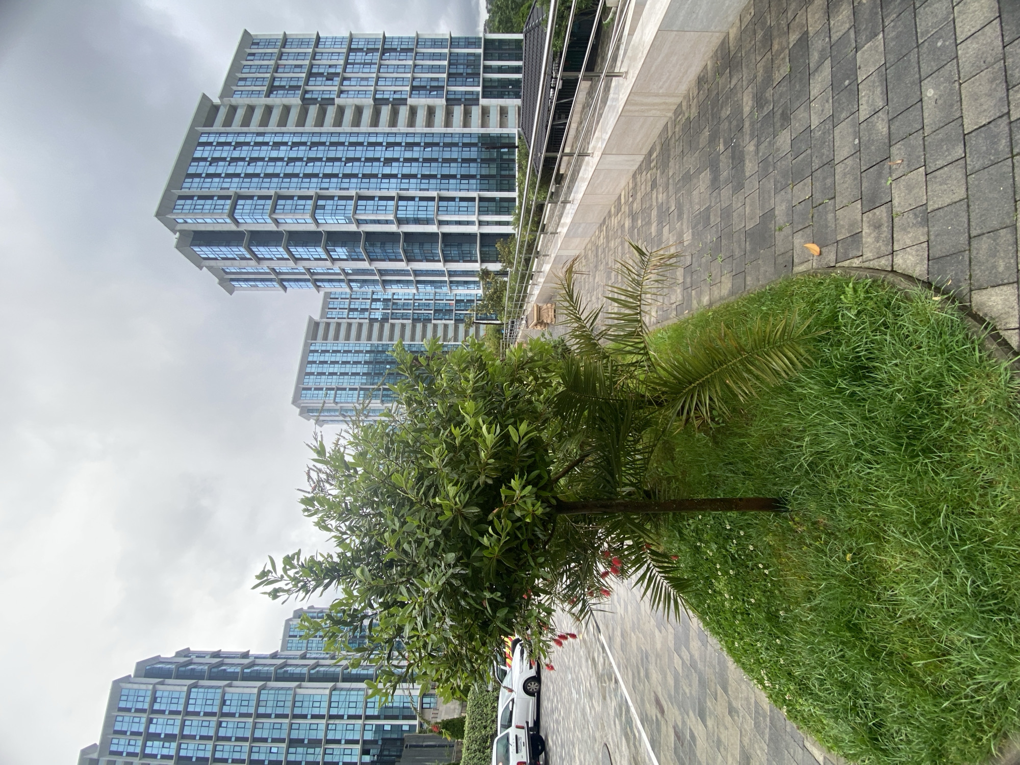 The image shows a street scene in Sochi, Russia. In the foreground, there is a patch of green grass and a tree with a palm tree next to it. The ground is paved with gray bricks. Several multistory buildings with blue windows rise in the background. A few white cars are parked near the trees. The sky is overcast.