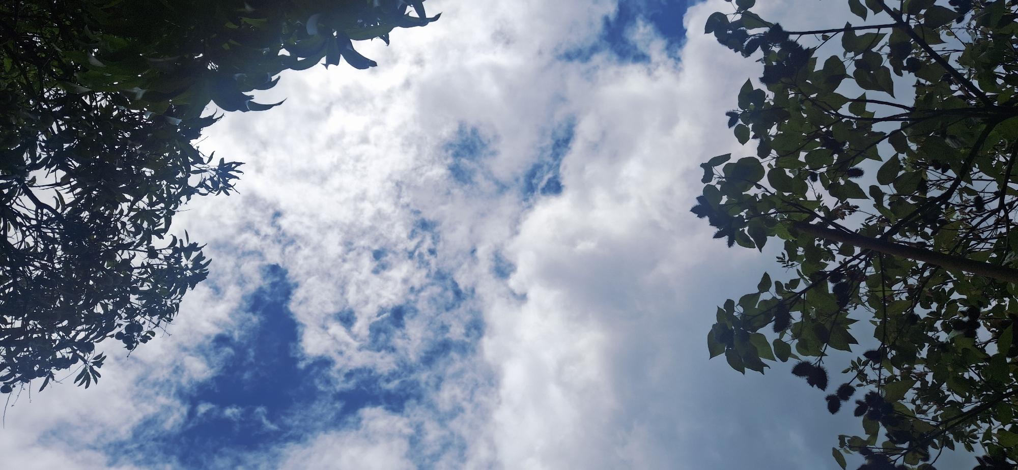 The image presents an upward view of a bright, partly cloudy sky framed by the dark green foliage of two different trees. The scene is an outdoor, natural setting, likely in Vallecito, Venezuela, during the daytime under fair weather conditions.
The central and upper portions of the image are dominated by a vibrant blue sky, streaked and dotted with soft, white cumulus clouds. The clouds vary in size and shape, creating a dynamic celestial pattern with areas of clear blue showing through.
On the left side, the branches and dense foliage of a tree with numerous dark, elongated leaves are visible, silhouetted against the bright sky. The leaves create an organic, irregular border along the top and left edges of the frame.
On the right side, another tree's canopy frames the sky. This tree features broader, possibly oval-shaped leaves, and is distinctly characterized by numerous reddish-brown, spiky, capsule-like fruits or seed pods hanging from its branches. These fruits bear a strong resemblance to Achiote (Bixa orellana) pods, which are common in tropical regions like Venezuela.
No people, animals, or man-made objects are present in the image. There is no specific activity taking place, and no visible text. The overall impression is one of natural serenity and the beauty of a tropical sky viewed from below a tree canopy.