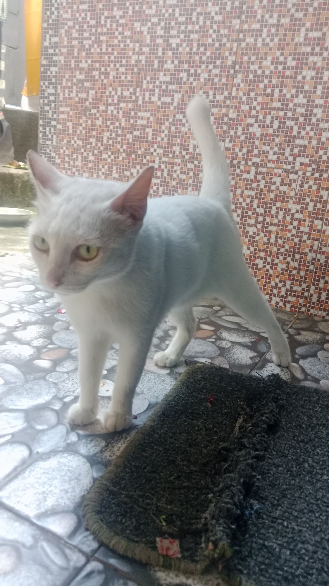 A white cat with pale yellow eyes stands on a patterned tile floor in front of a mosaic tile wall. To the right of the cat, a dark, textured doormat is visible, showing signs of wear. The background wall features a repeating pattern of small, square tiles in shades of brown, beige, and white, with some red accents. The floor tiles are a mix of grey and white, with a smooth, slightly rounded appearance. In the upper left corner, a glimpse of a yellow fabric and some greenery suggests an outdoor or semi-outdoor setting. The lighting is natural, casting soft shadows. The cat's tail is held upright. No people are present in the image. The scene appears to be a residential outdoor area or entryway in Denpasar, Indonesia.