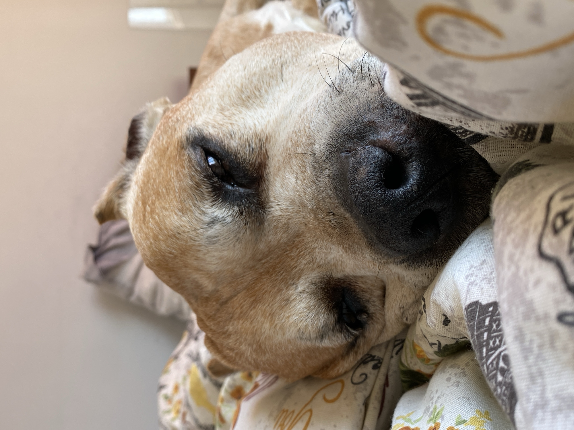 A close-up, slightly angled, indoor shot shows a tan and black dog resting its head on a patterned cloth. The dog is partially covered by another patterned cloth. The dog's left eye is open. The dog's head, muzzle, and nose are the primary focus. The surrounding cloth is light-colored with a repeating pattern featuring fall imagery. The location of Pleven, Bulgaria, is not discernible.