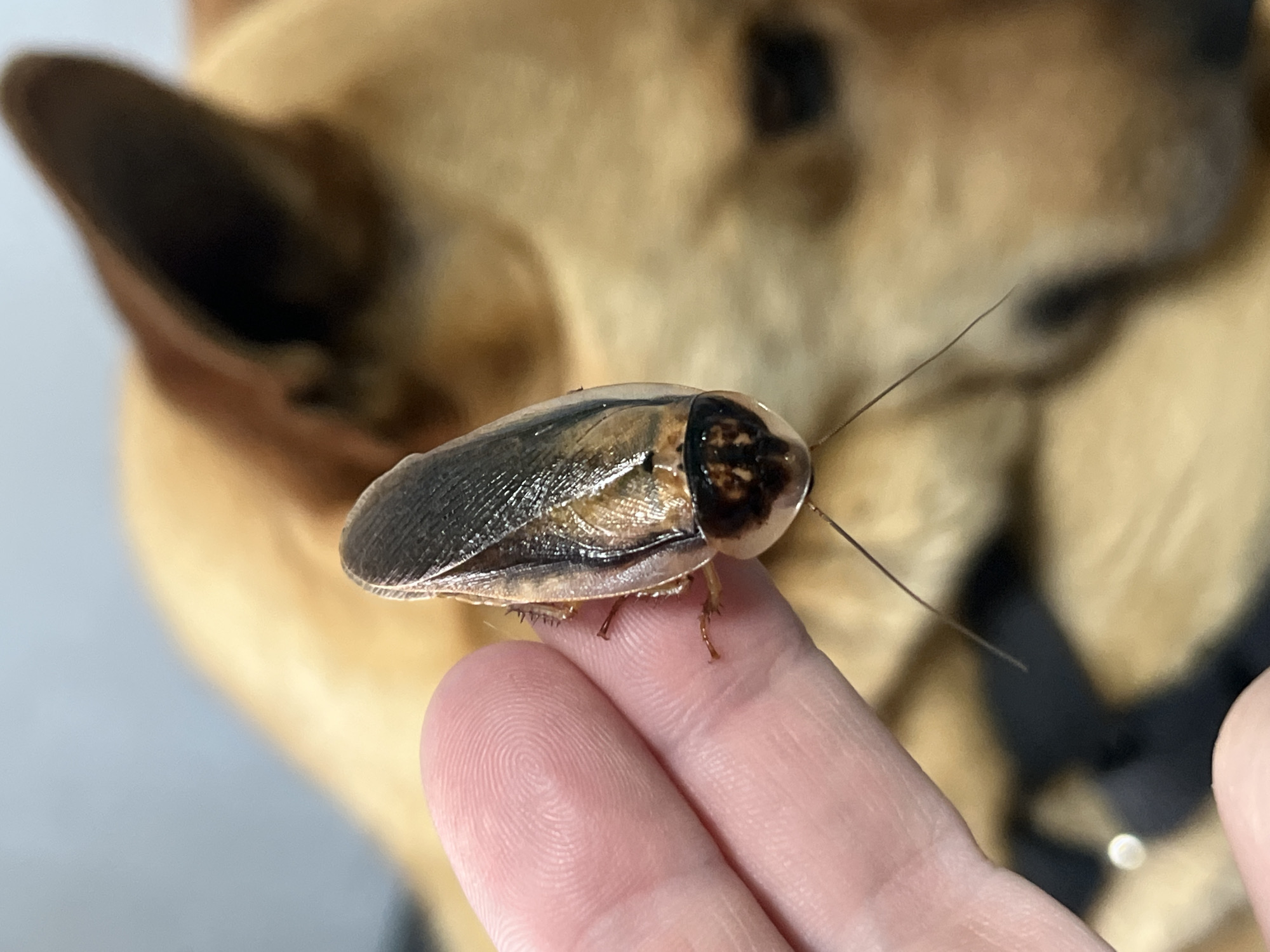 A close-up, eye-level indoor shot captures a large cockroach, identified as a Dubia roach (Blaptica dubia), perched on a person's index finger. The cockroach exhibits a glossy, segmented body with a mosaic of dark brown and lighter tan or golden-brown markings, along with long, delicate antennae that extend forward. Its legs, tipped with small spines, are visible gripping the skin of the finger, which displays clear fingerprint ridges.
In the softly blurred background, a light brown dog, likely a Shiba Inu or similar breed, is visible. Its upright ear is prominent on the left, and part of its furry head and a dark harness or collar are discernible, suggesting it is situated behind the hand. The dog appears to be observing the scene, though its expression is indistinct due to the shallow depth of field. The lighting is soft and even, indicating an indoor setting, possibly a home. This unique interaction between a human, an insect often kept as a pet or feeder, and a domestic animal takes place in what is presumably Nizhny Tagil, Russia. There is no visible text in the image.