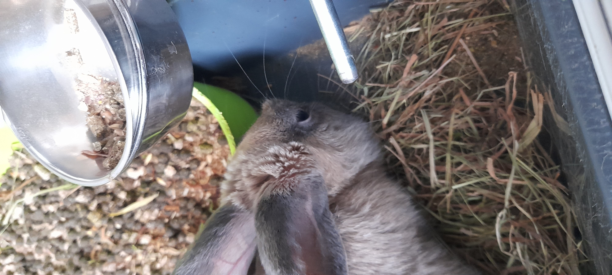 A close-up, eye-level shot captures a rabbit with grey fur resting in a habitat filled with hay. The rabbit's head is turned to the right, with its ear prominently visible. In the background, a metal bowl filled with feed is positioned over a green plastic liner. A metal water dispenser tube extends into the frame from the right side, reaching towards the rabbit's face. The overall scene is indoors, with the environment appearing to be a cage or enclosure.