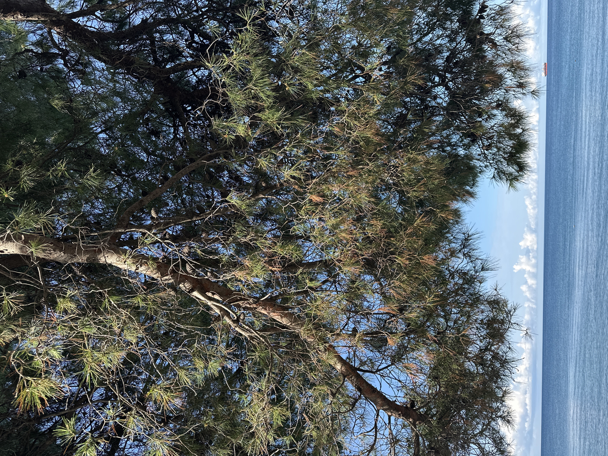 A low-angle shot shows a pine tree with dense, dark green needles and visible brown branches silhouetted against a blue sky. In the background, a body of water, likely the Adriatic Sea, stretches to the horizon. The sky meets the sea with a pale blue band indicating the horizon line. A distant red and white object, potentially a ship, is visible on the water. The location is likely Šušanj, Montenegro.