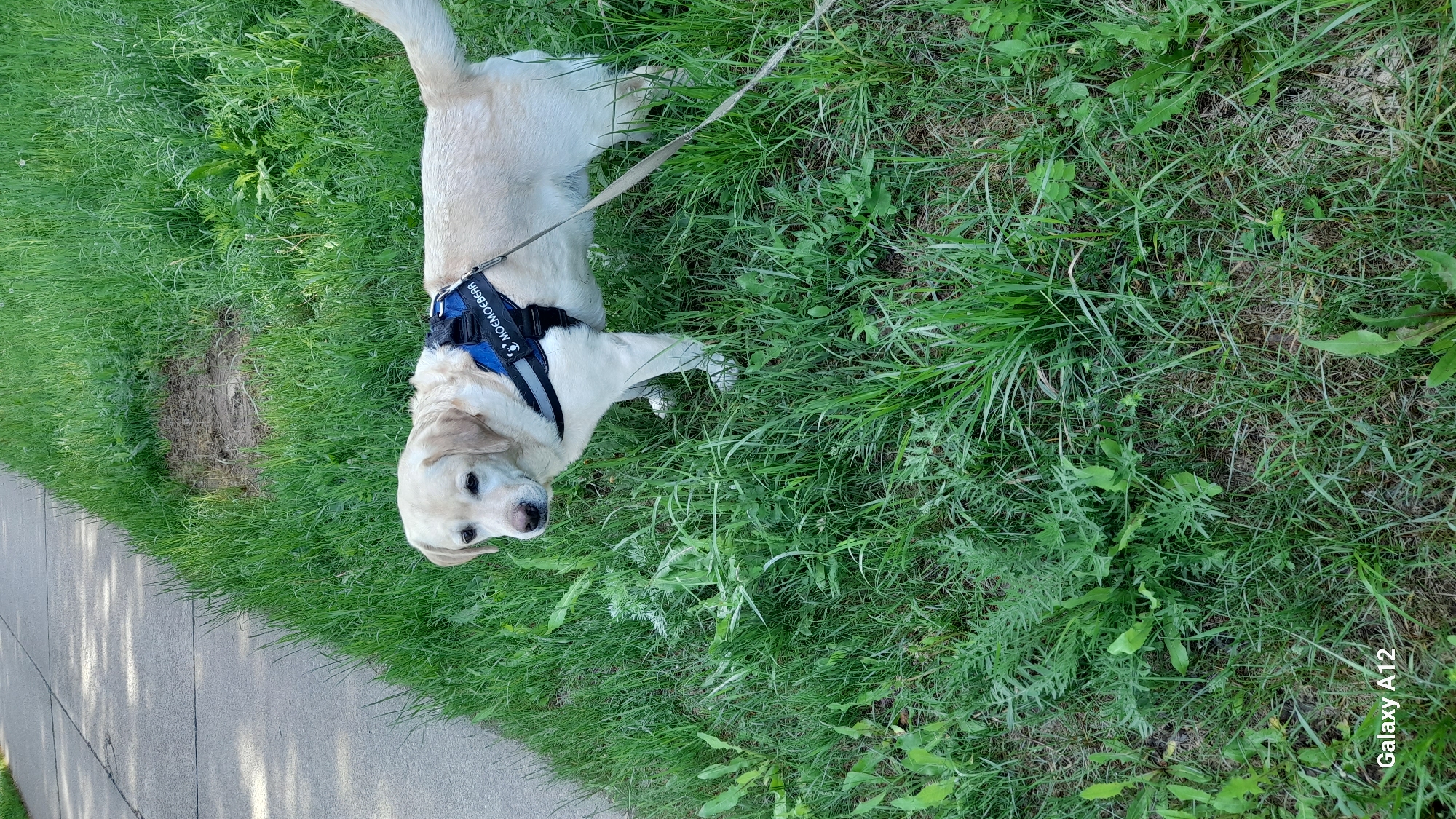 A medium-sized, light-colored dog lies on its side on green grass next to a concrete sidewalk. The dog wears a black and blue harness with the word "MOOEMOGEER" visible on the side. A leash is attached to the harness. The dog is facing the camera. The environment includes tall green grass with a variety of plants and weeds growing within it. Part of the sidewalk is in the lower left corner of the image. The city name, Марковский, Russia, is not identifiable in this image.