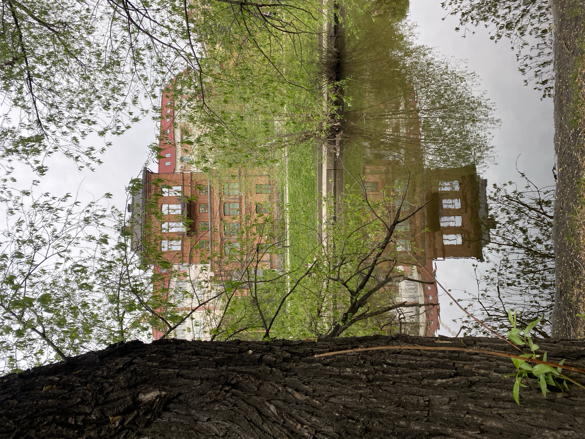 The image depicts a reflection of a building in water, possibly a canal or a river, located in Yekaterinburg, Russia. The building appears to be constructed from red brick, and features multiple windows. Branches with budding green leaves are present in the foreground, partially obscuring the view of the building and its reflection. The trunk of a tree dominates the lower portion of the image. The sky is overcast.