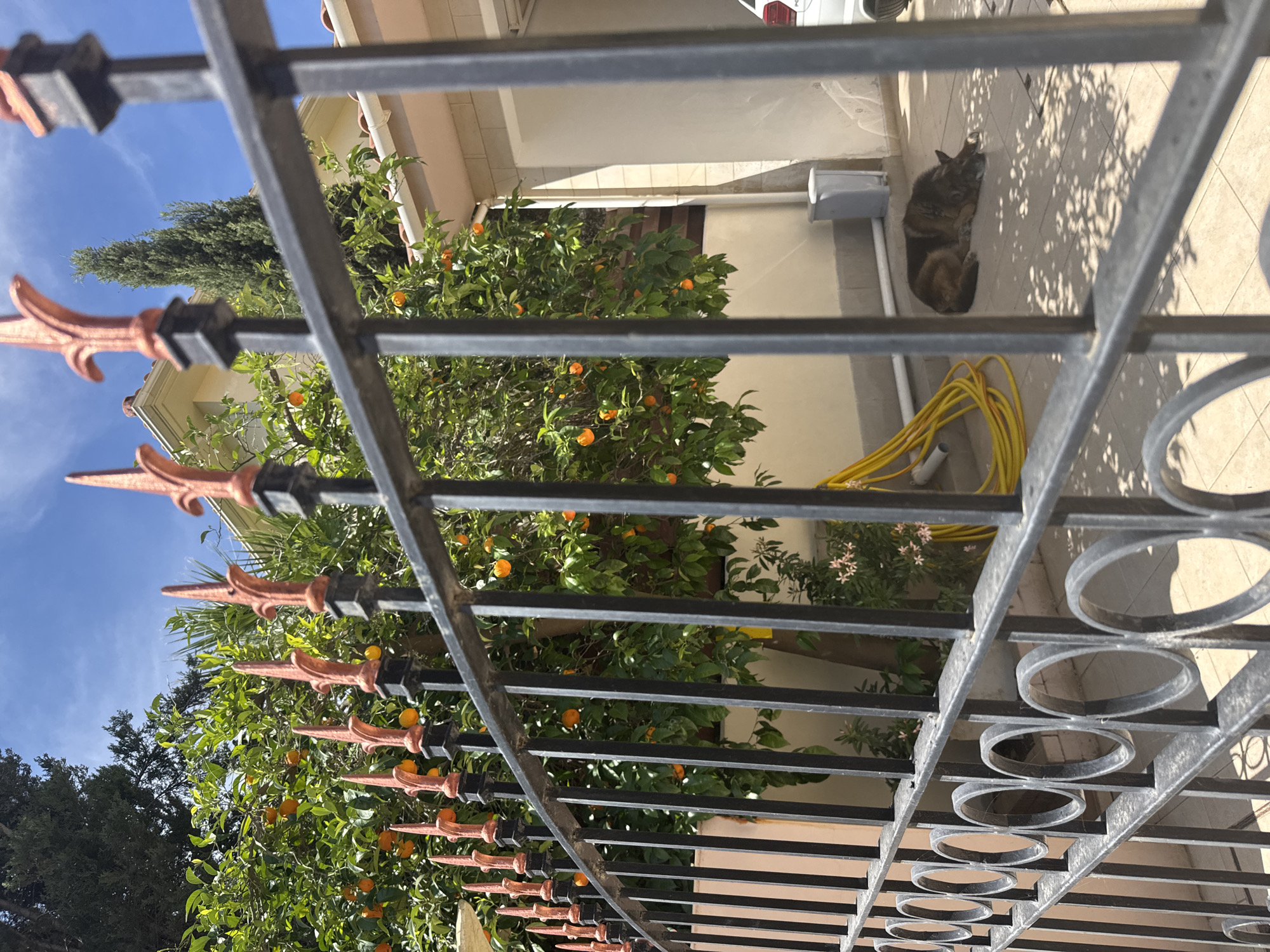 View through a wrought iron fence with alternating spearhead and circular decorative elements, angled upwards. The fence is black and rust-colored. Beyond the fence, there is an orange tree laden with fruit, other greenery, a section of a building with beige walls, a yellow hose, and a resting dog (likely a German Shepherd) on a tiled patio. The sky is visible with a few wisps of clouds. It is daytime with strong sunlight and shadows. The location is inferred to be Dali, Cyprus, based on user input.