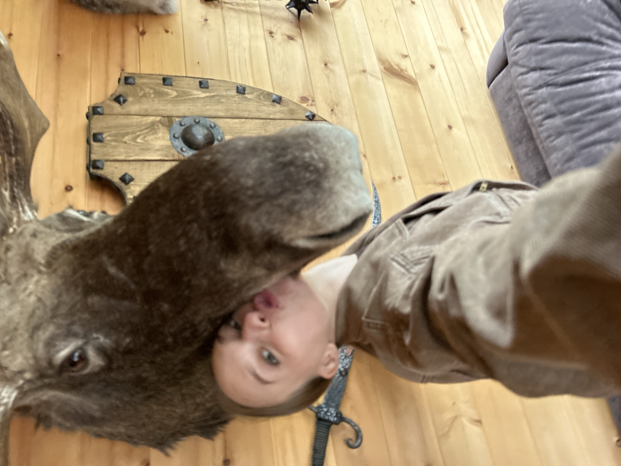 In a room with wood-paneled walls, a young woman with blonde hair pulled back is captured in a selfie. She is leaning in to kiss the taxidermied head of a large moose, which is mounted on the wall. The moose's large snout is very close to the woman's face. She is wearing a brown jacket. To the left of the moose's head, a decorative sword with an ornate hilt is mounted on the wall. To the right of the moose, a wooden shield with metal studs and a central metal disc is also mounted. The woman is seated on a dark-colored, plush couch. The scene appears to be indoors, possibly in a rustic or lodge-like setting. The location in the city of Karsha, Russia is not discernible from the image.