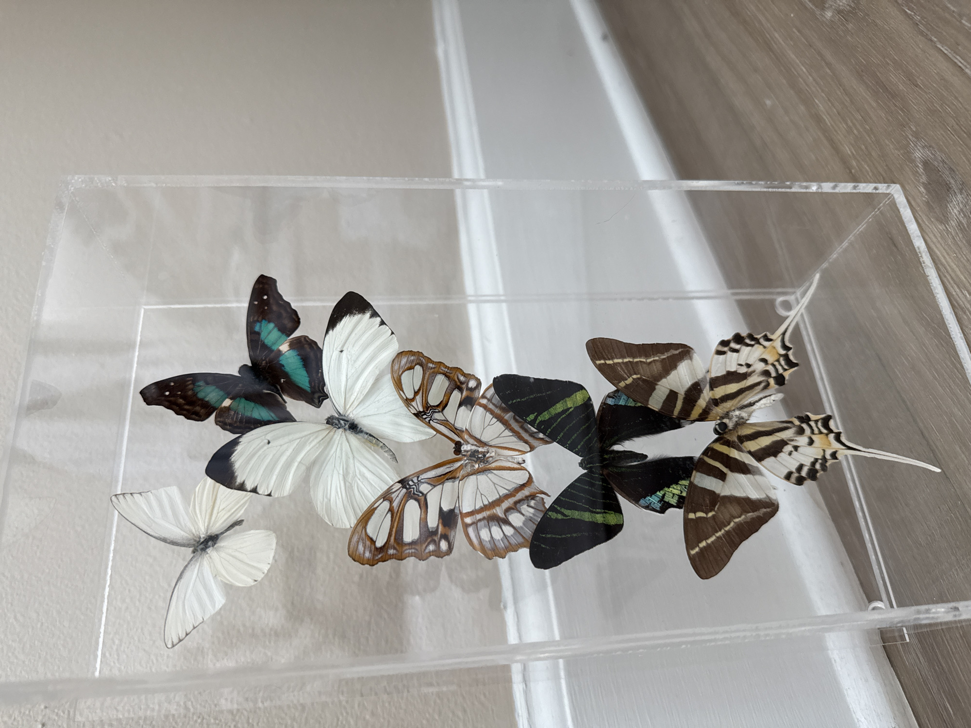 A vertical, eye-level shot captures a clear acrylic box containing six preserved butterflies of varying sizes and colors, arranged in a stacked formation. The butterflies are positioned against a light-colored, textured wall and a white baseboard, with a wooden floor visible in the foreground. The butterfly closest to the viewer, at the bottom of the display, is predominantly brown and white with black stripes and a long, thin tail. Above it, a dark green and black butterfly with green stripes is positioned. Next, a butterfly with intricate brown and white patterns is displayed. Above that, a large white butterfly with black tips on its wings is visible. Another white butterfly, with iridescent teal and black markings on its upper wings, is placed above that. Finally, a small, mostly white butterfly with light veining is at the top of the arrangement. The acrylic box shows minor scuffs and dust.