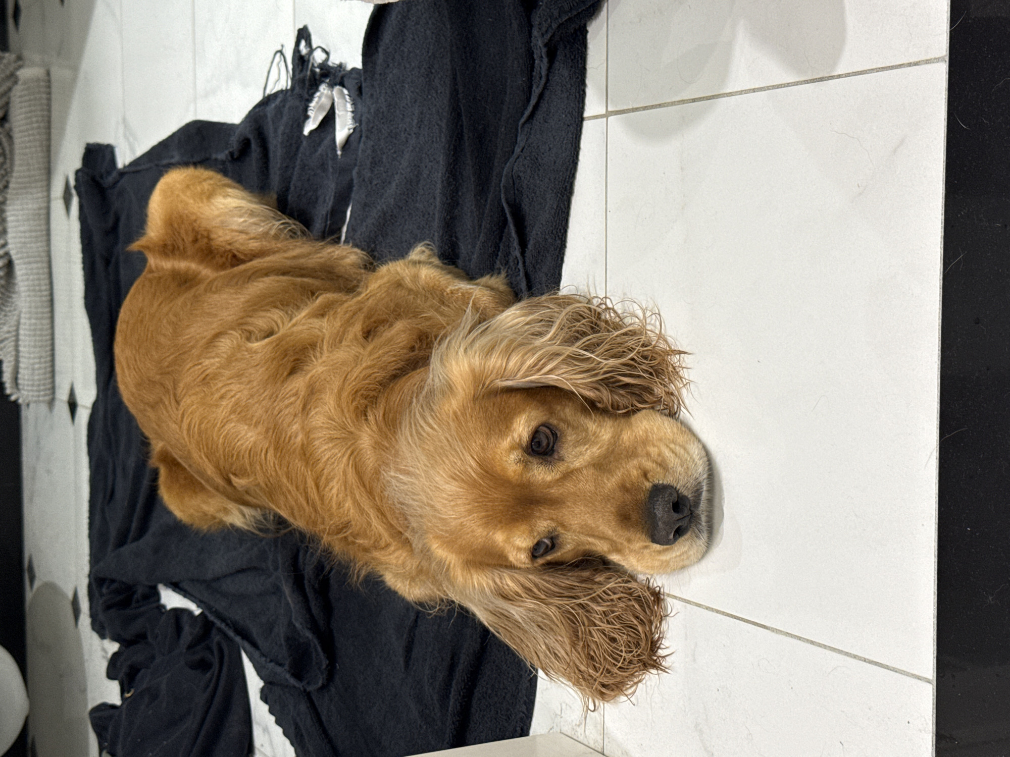 A golden cocker spaniel dog is lying on a black towel on a tiled floor. The dog's head is resting on the floor, and its eyes are looking towards the camera. The dog's ears are long and floppy, and they are resting on the towel. The dog's fur is a warm golden color. The tiled floor is white and has a black border. In the background, there is a blurry object that appears to be a piece of furniture.